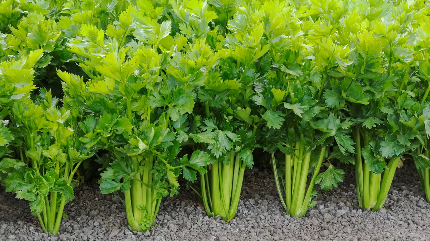 celery.jpg
