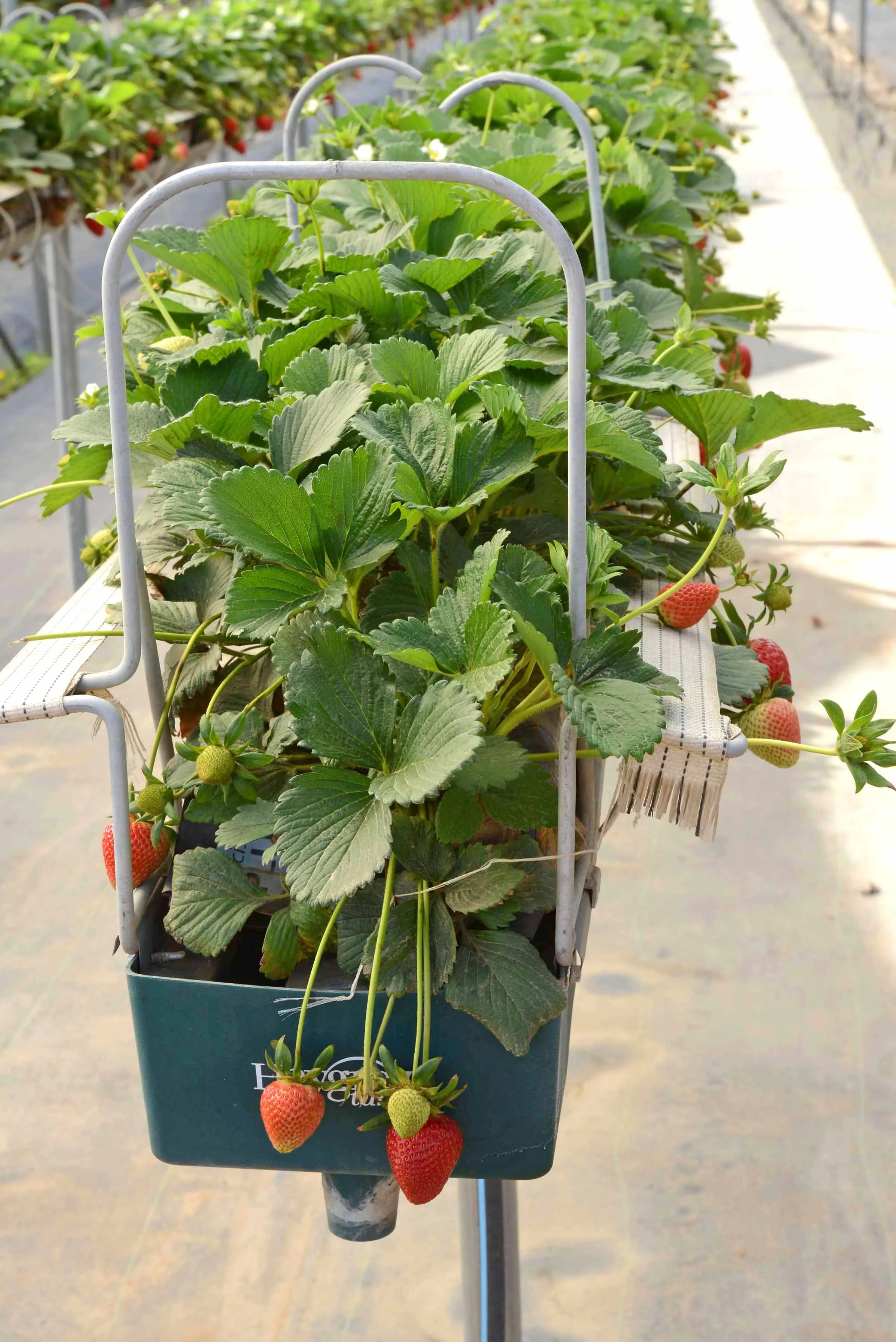HR_SRB_Farms_4_2017_345.jpg