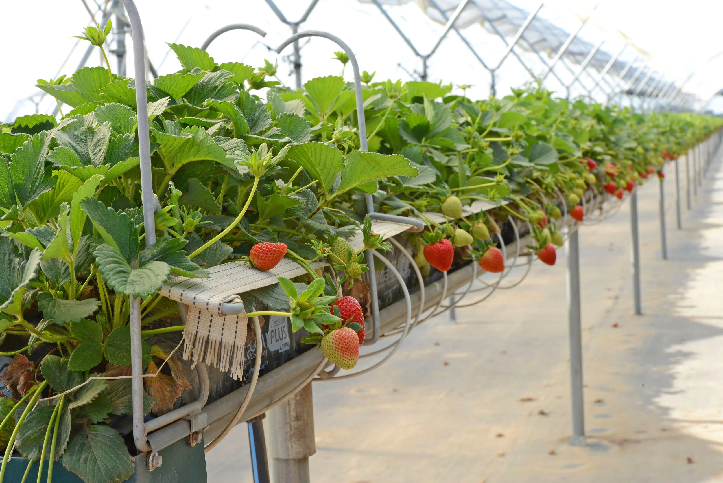HR_SRB_Farms_4_2017_346.jpg