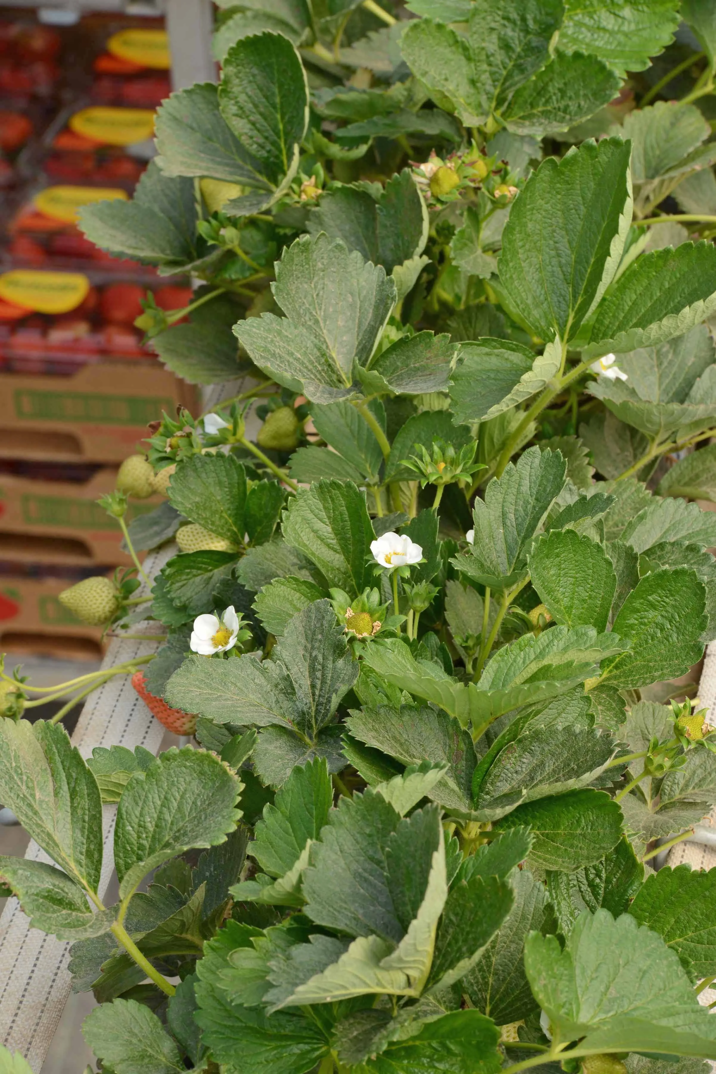 HR_SRB_Farms_4_2017_360.jpg