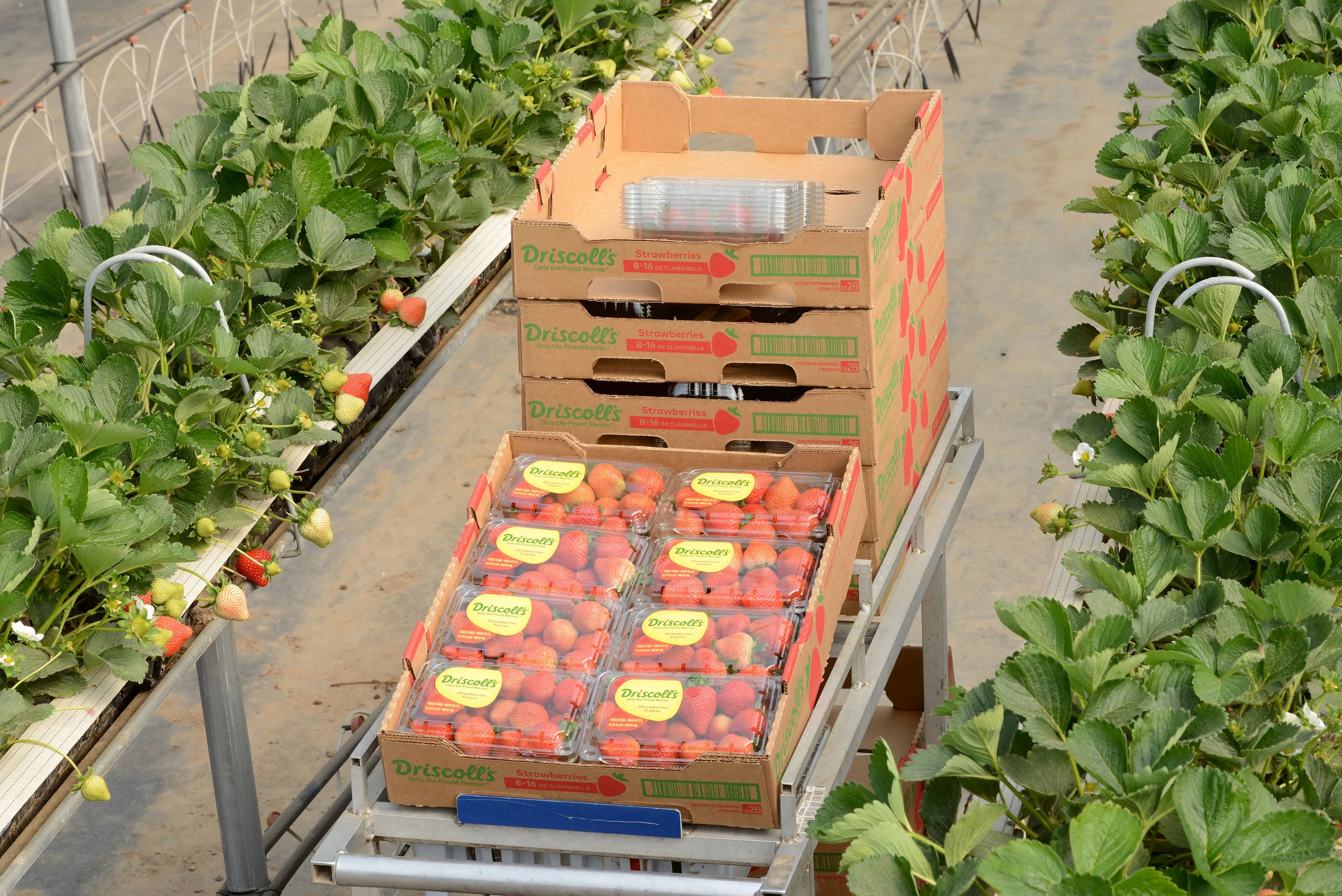 HR_SRB_Farms_4_2017_357.jpg