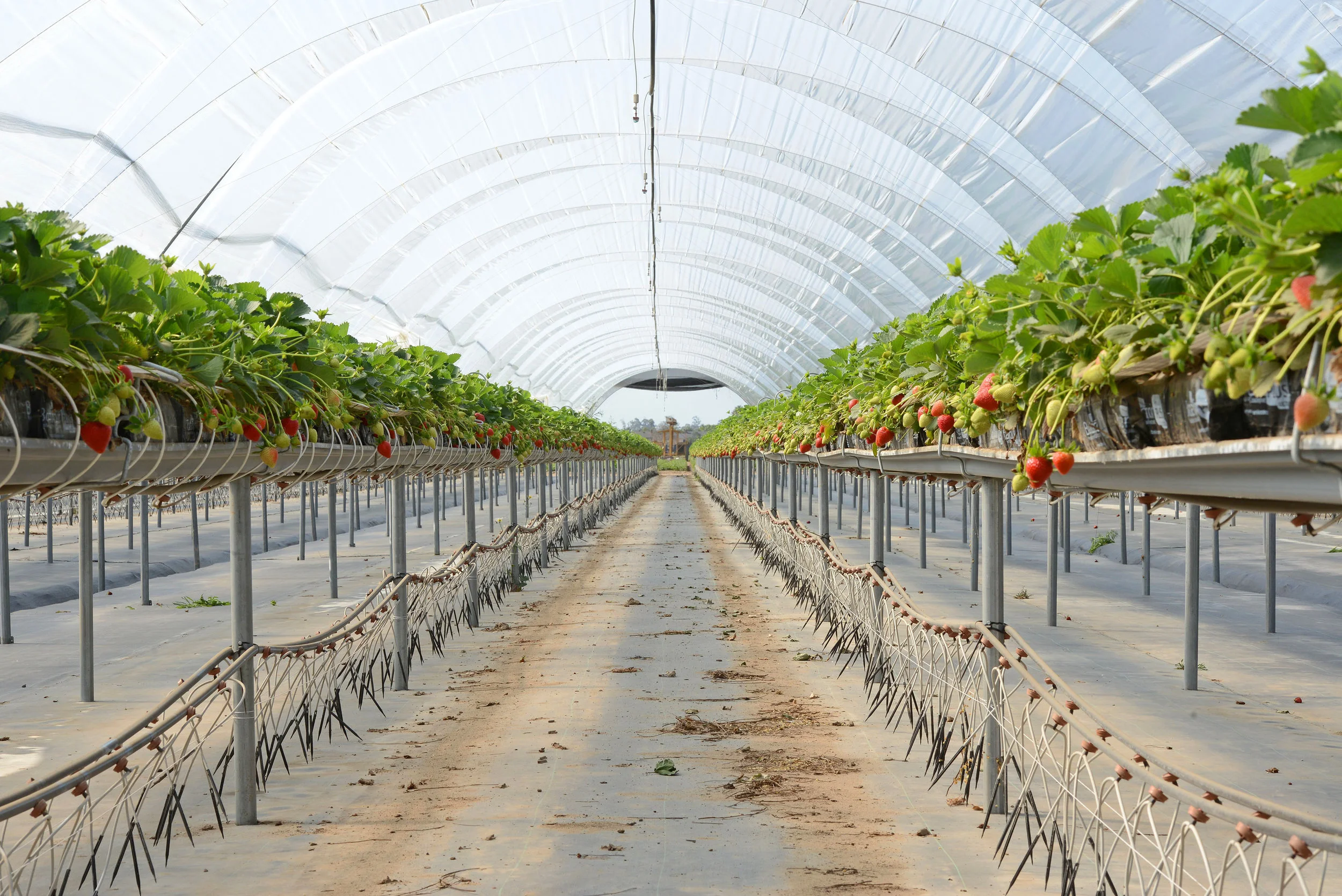 HR_SRB_Farms_4_2017_365.jpg