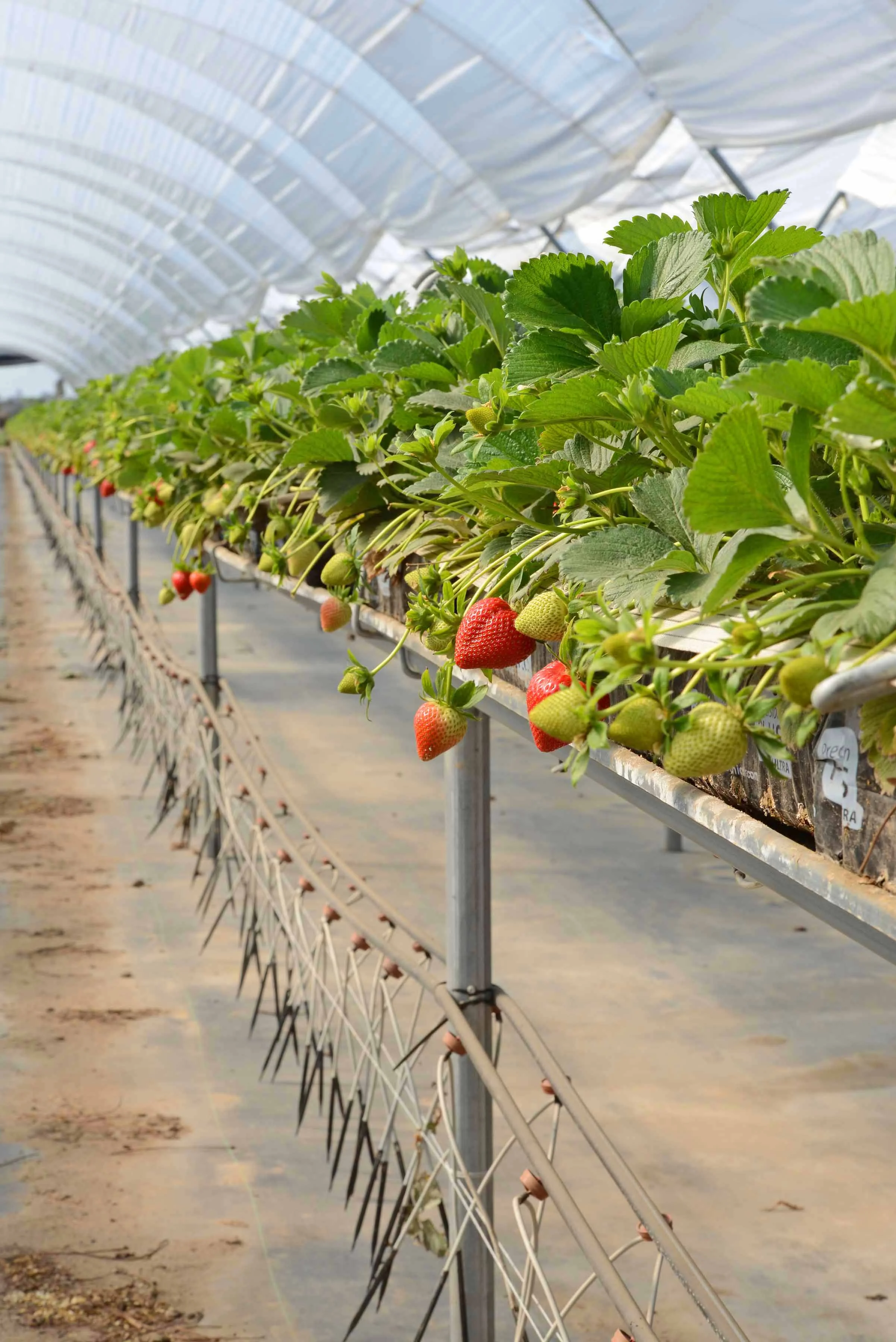 HR_SRB_Farms_4_2017_368.jpg