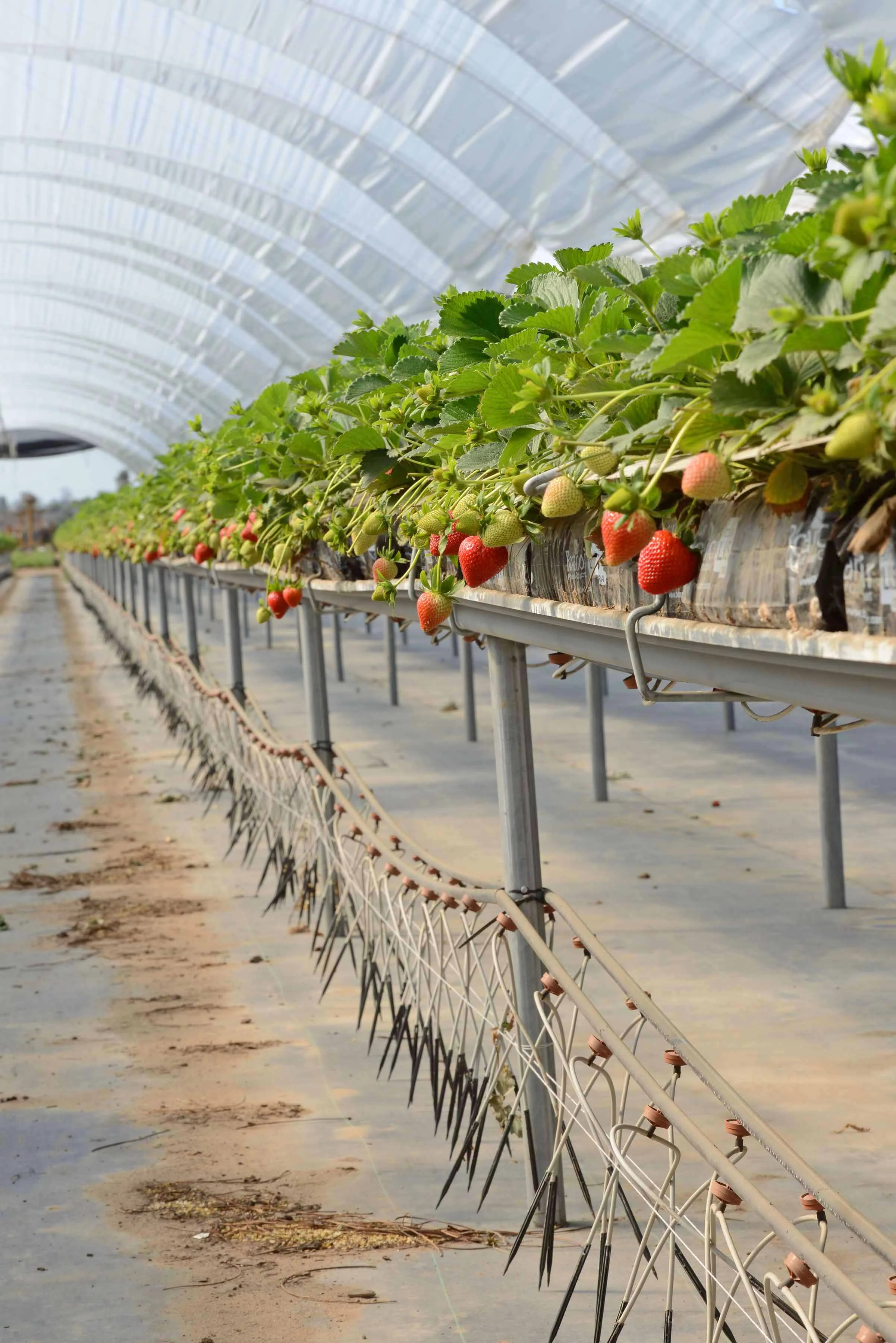 HR_SRB_Farms_4_2017_370.jpg