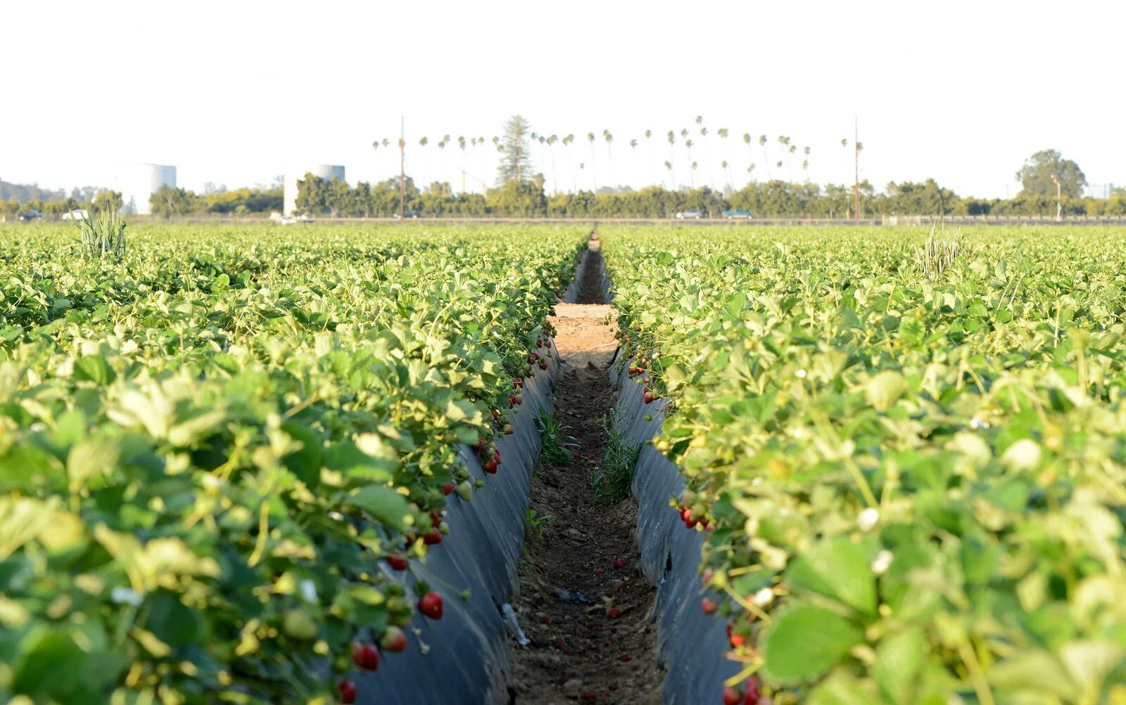 HR_SRB_Farms_4_2017_087.jpg