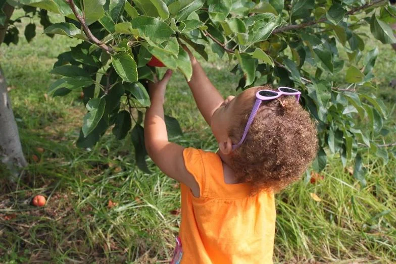 Apple_Picking-Elena.jpg
