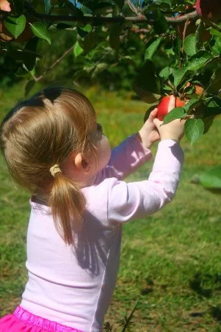 Take a hayride to the apple orchard and your students will each pick a small bag of apples. Return to the pavilions where you can have lunch or a snack. Stop in the Learning Barn, play in the Play Yard, walk through the Corn Maze, and visit with the animals!