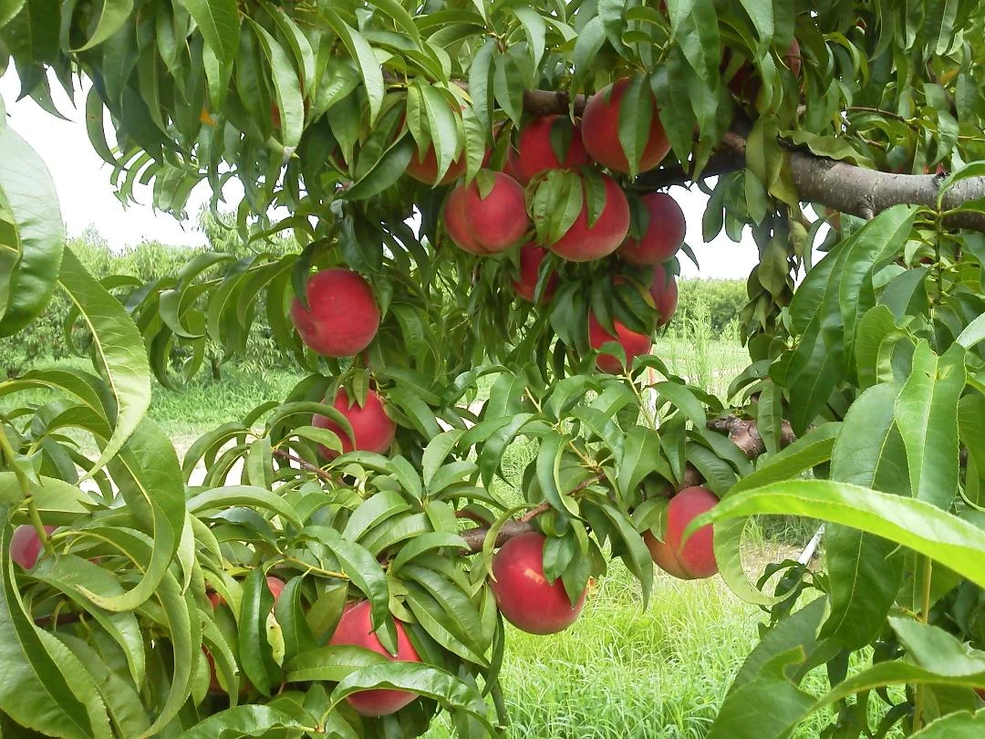 peaches on tree.jpg