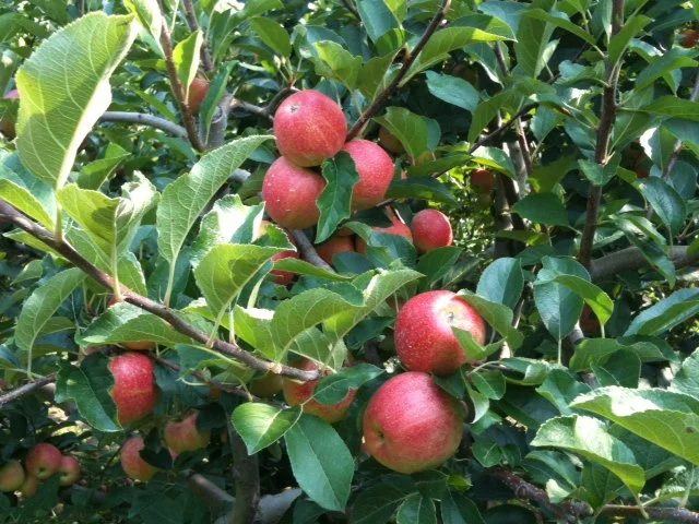 apple picking.jpg