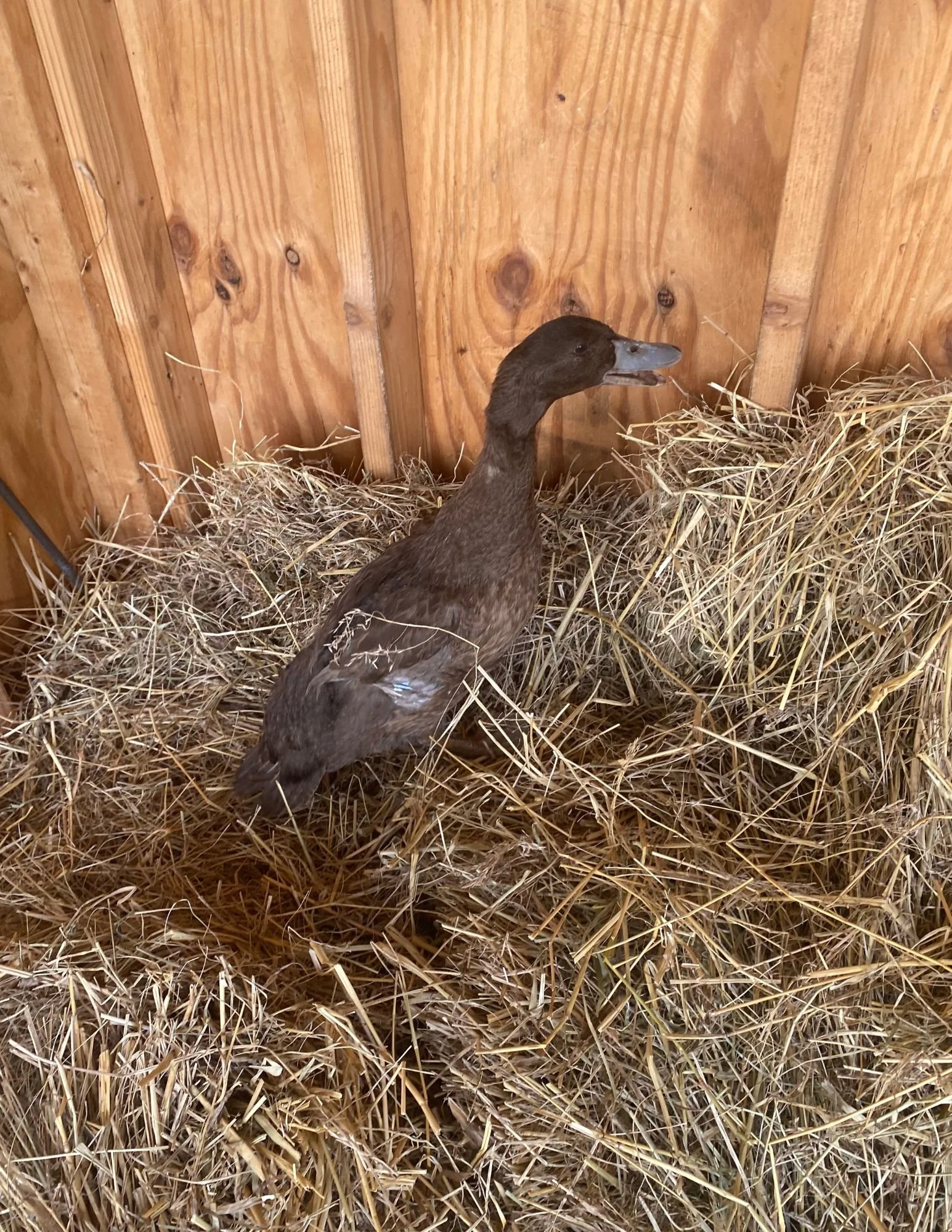 Ducks — Duffield's Farm Market