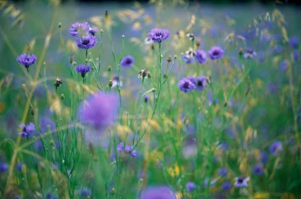 School Flutter Flowers