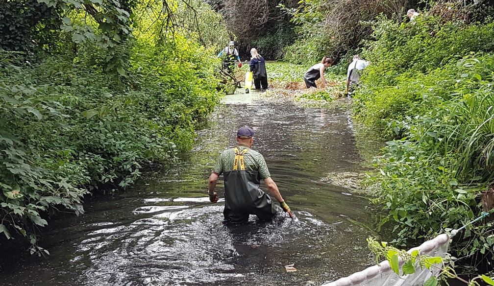 Rewilding a stream in Hailsham in East Sussex