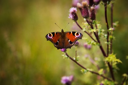 Pollinators Without Borders