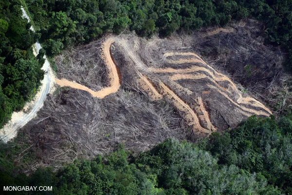Deforestation for palm oil in Borneo, Southeast Asia