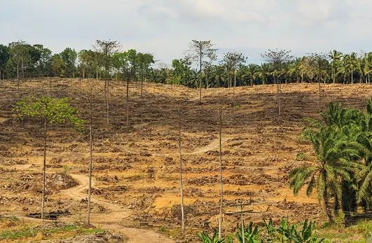 Palm Oil and the Threat to Orangutan Populations