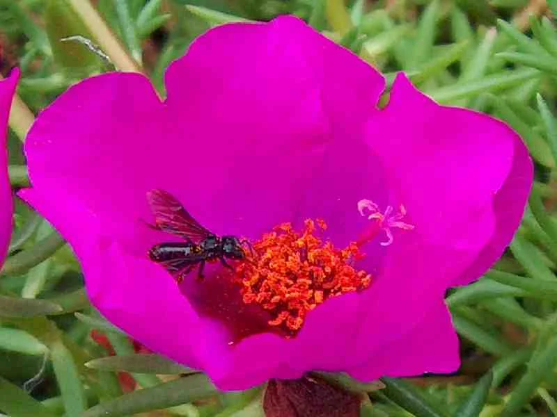 The unsung heroes in the world of pollination