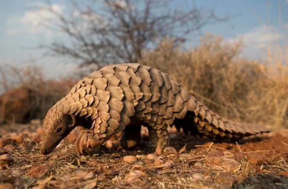 Pangolins: The world’s most trafficked animal