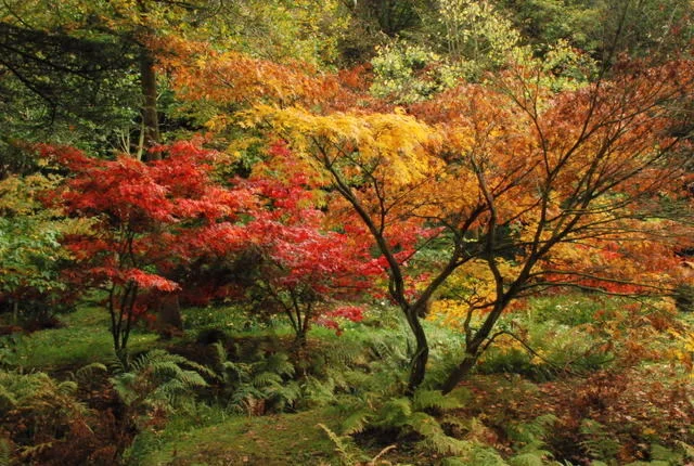 Maple_trees_in_Chatsworth_gardens_-_geograph.org.uk_-_587610.jpg