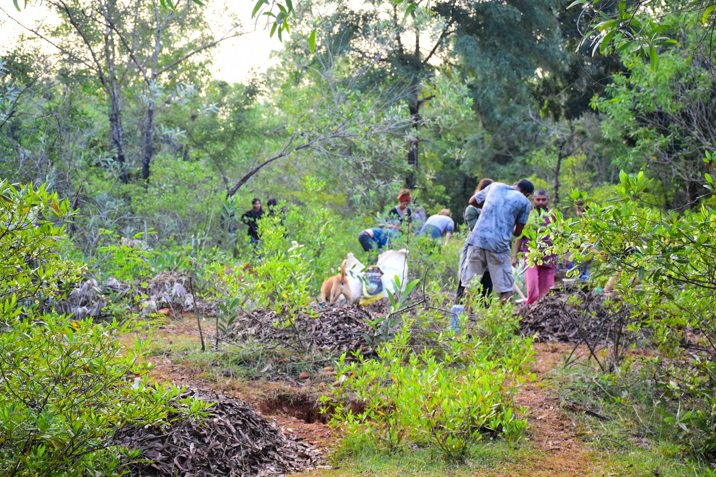 A forest that grows trees and people
