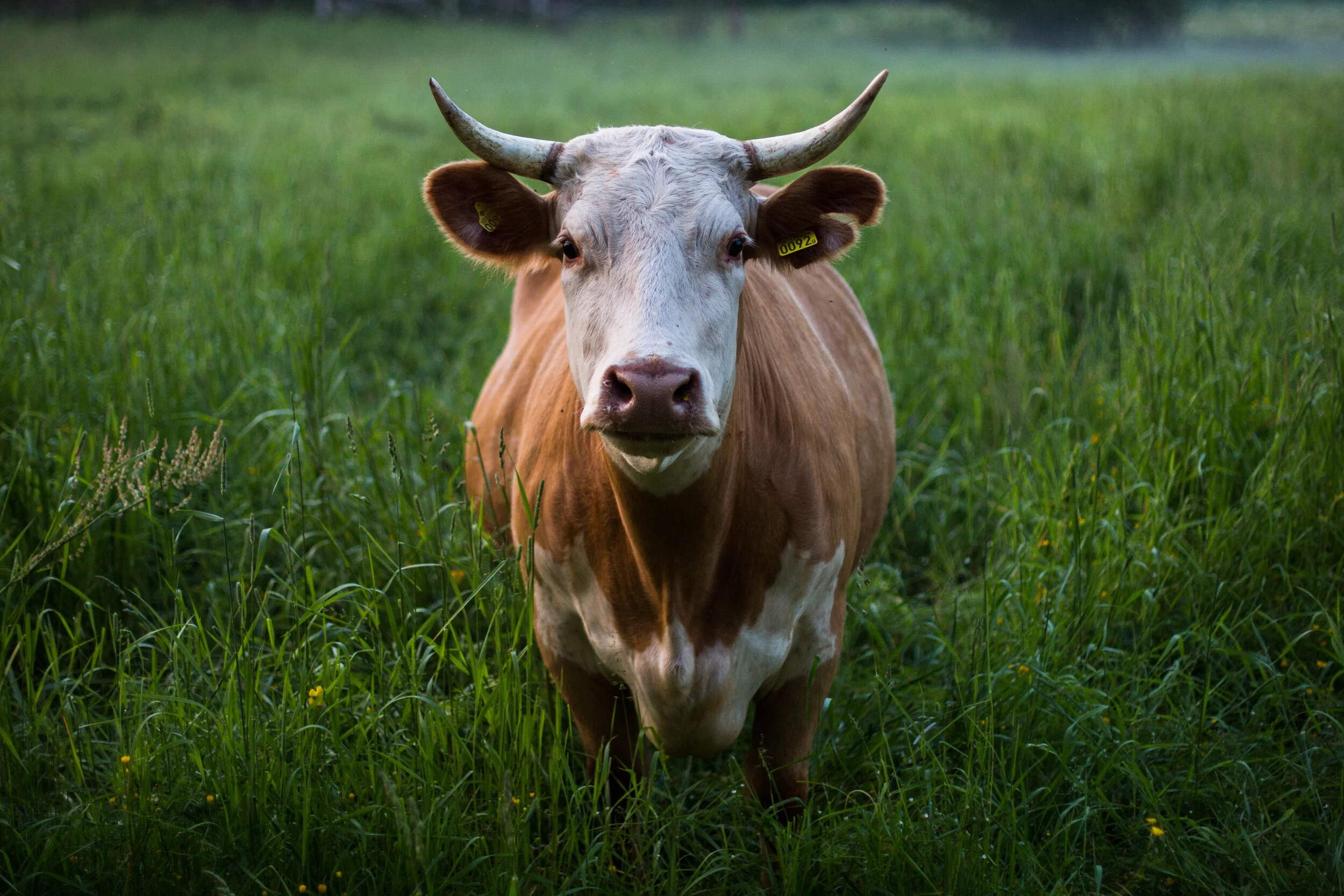 How Regenerative Agriculture can help protect Ecosystems
