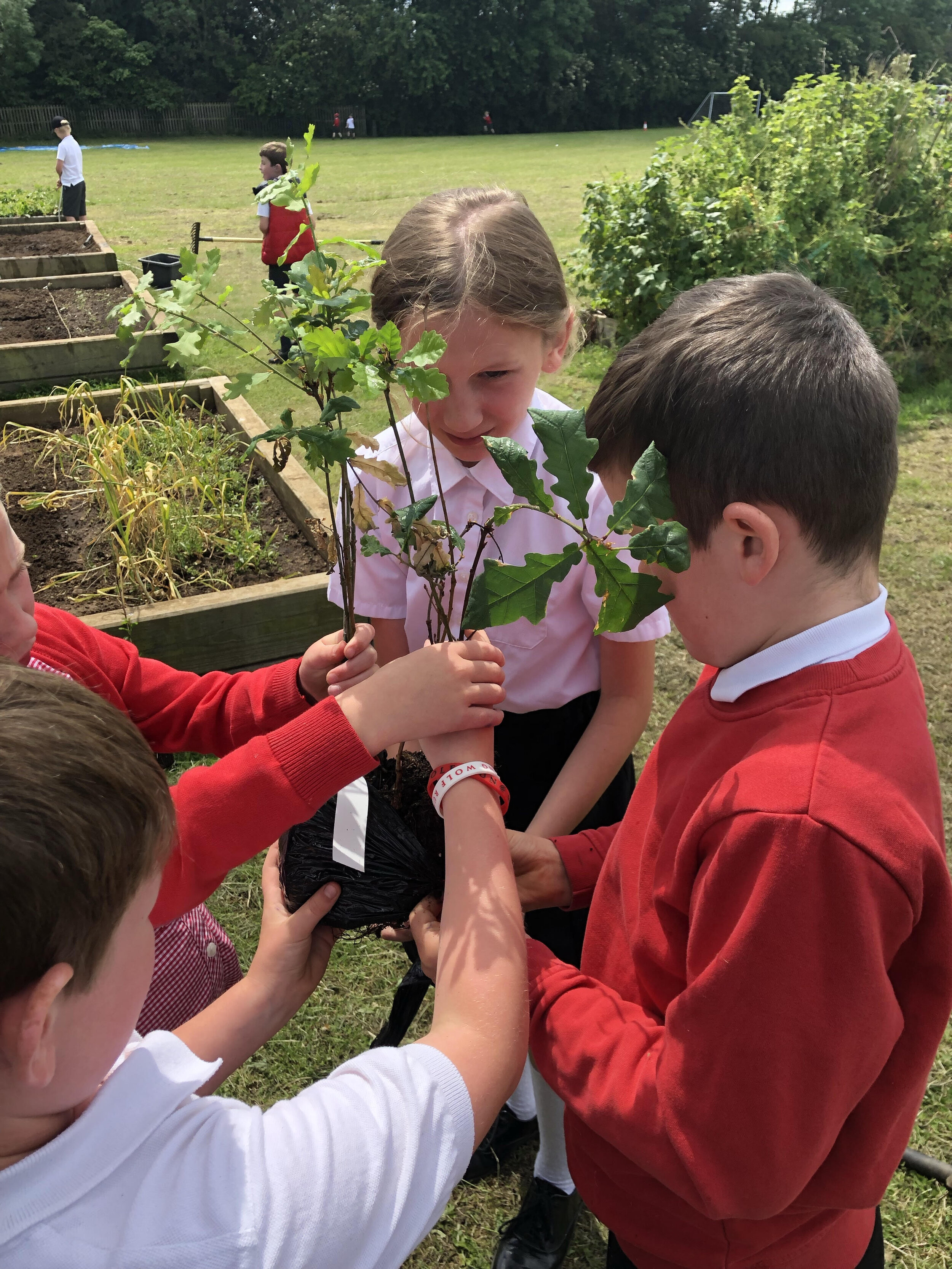 Swinford_primary_school_tree_planting.jpg