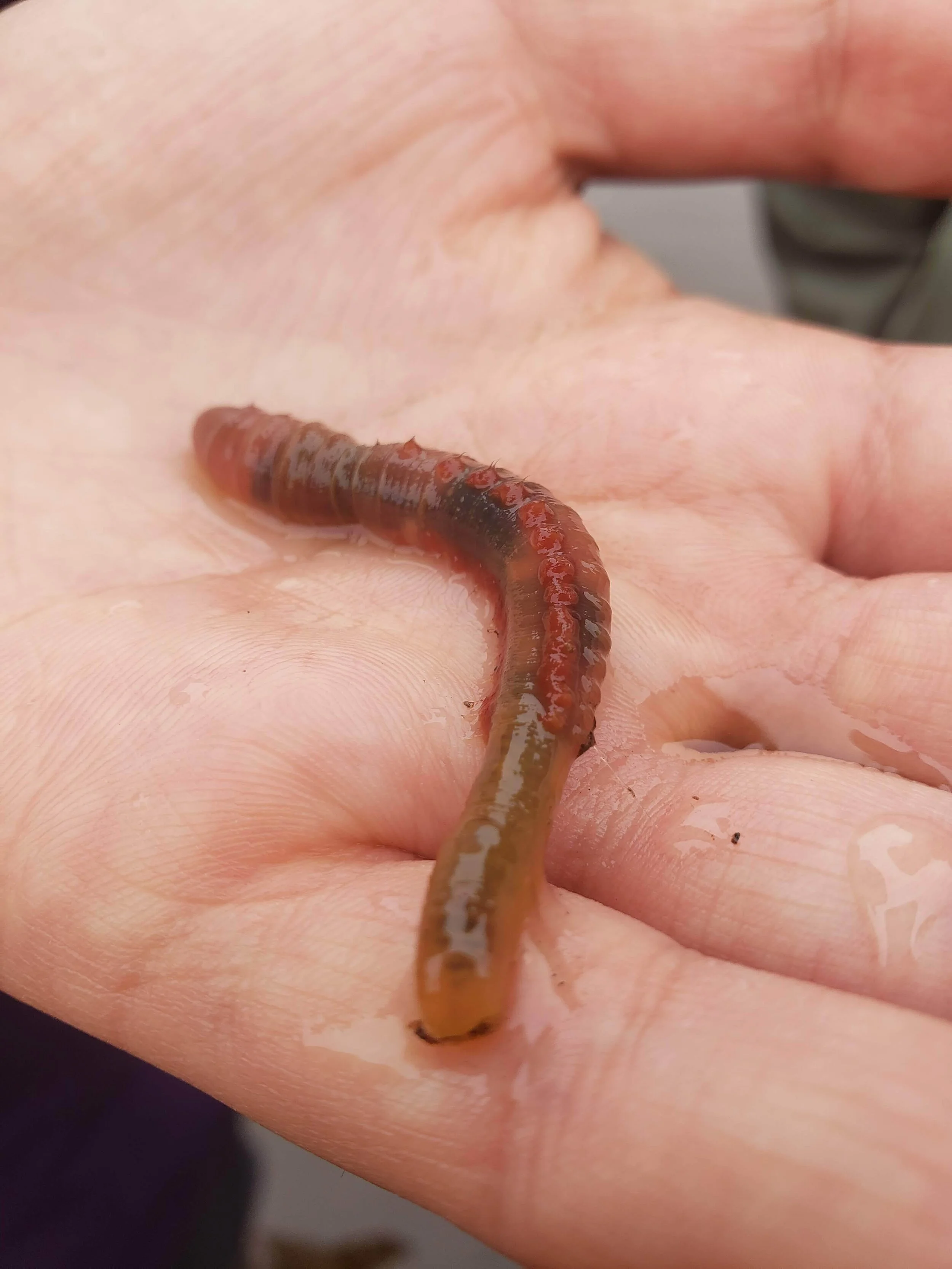 Peanut Worm