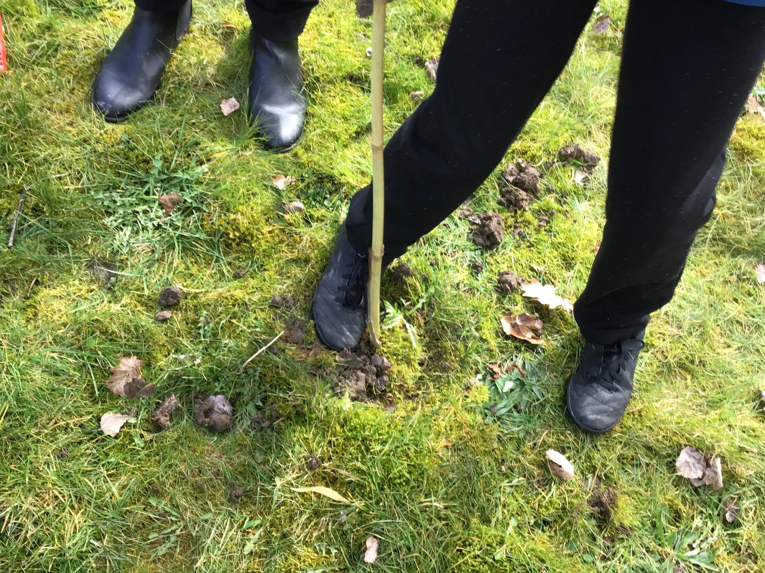 Hundreds of School Children plant trees in Wales