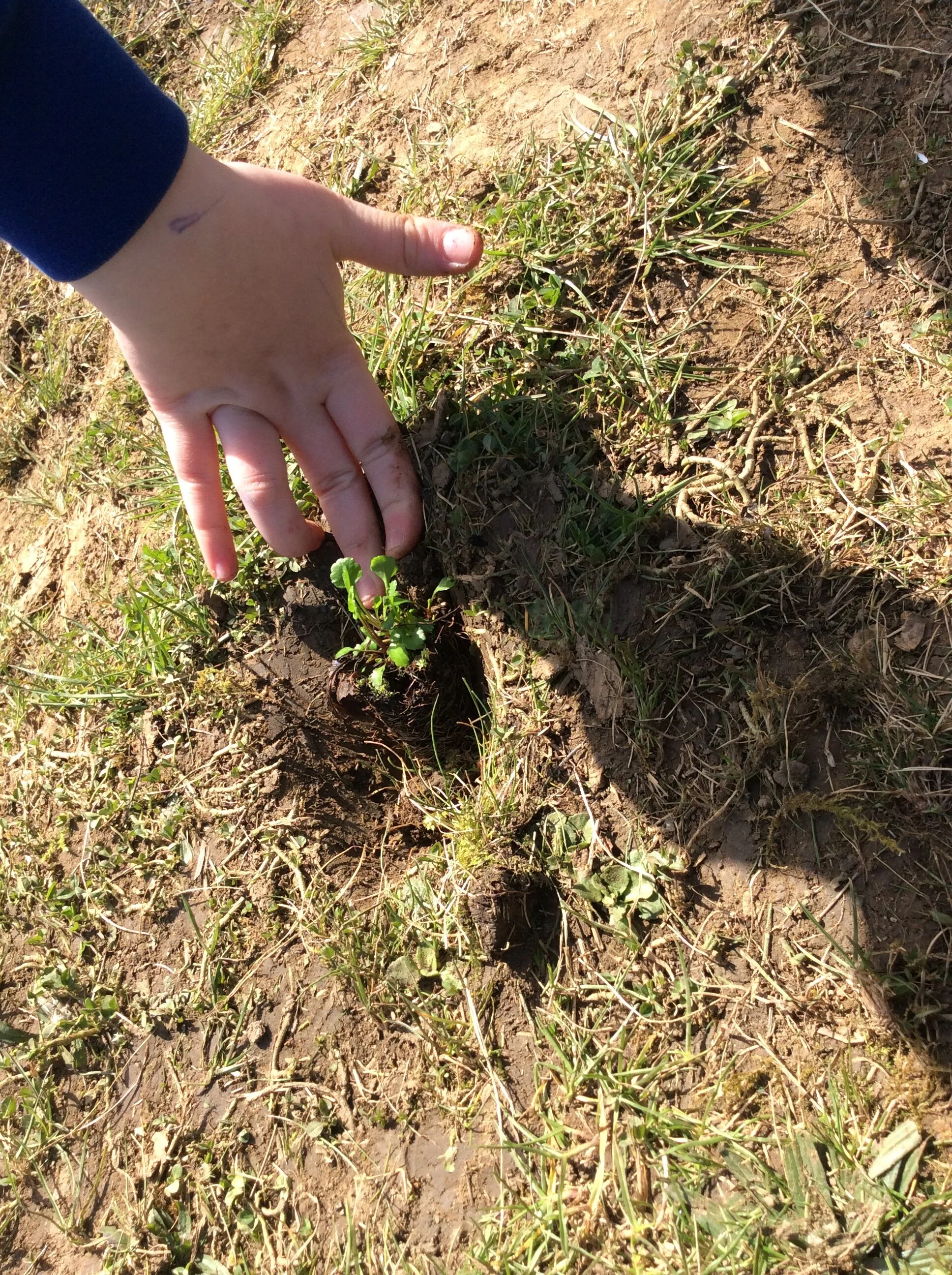 Primary School students plant Wildflowers in Sunderland