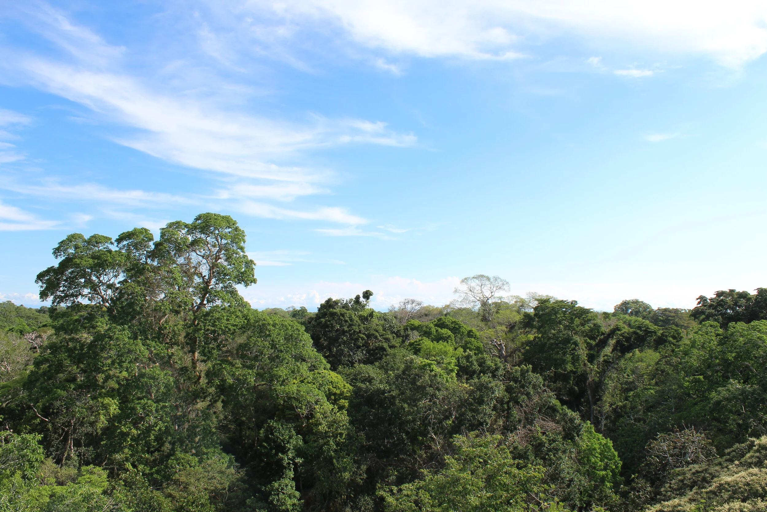 The imminent Threats to the Amazon Rainforest 