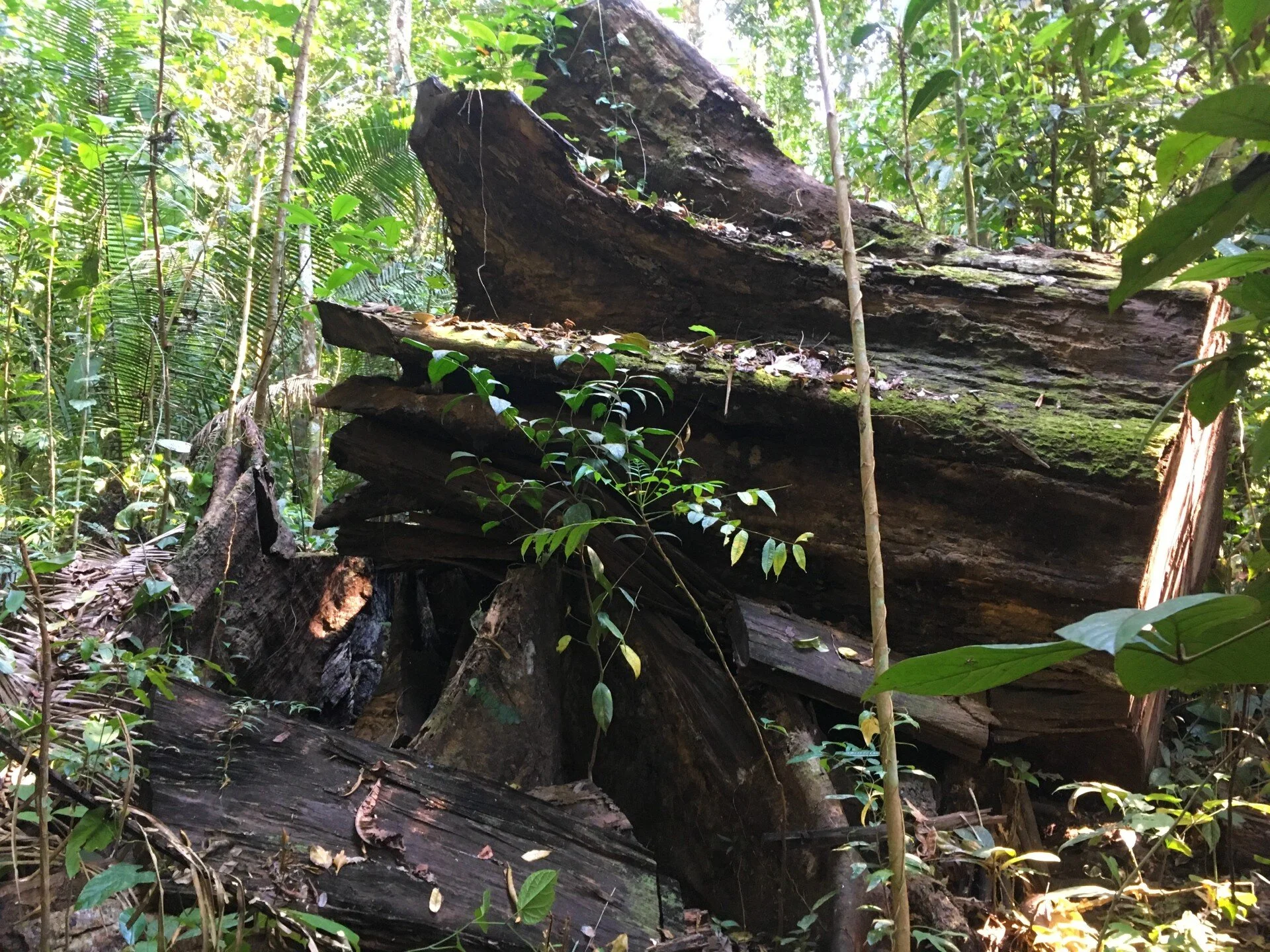 Threats to the Amazon rainforest: Illegal Timber logging