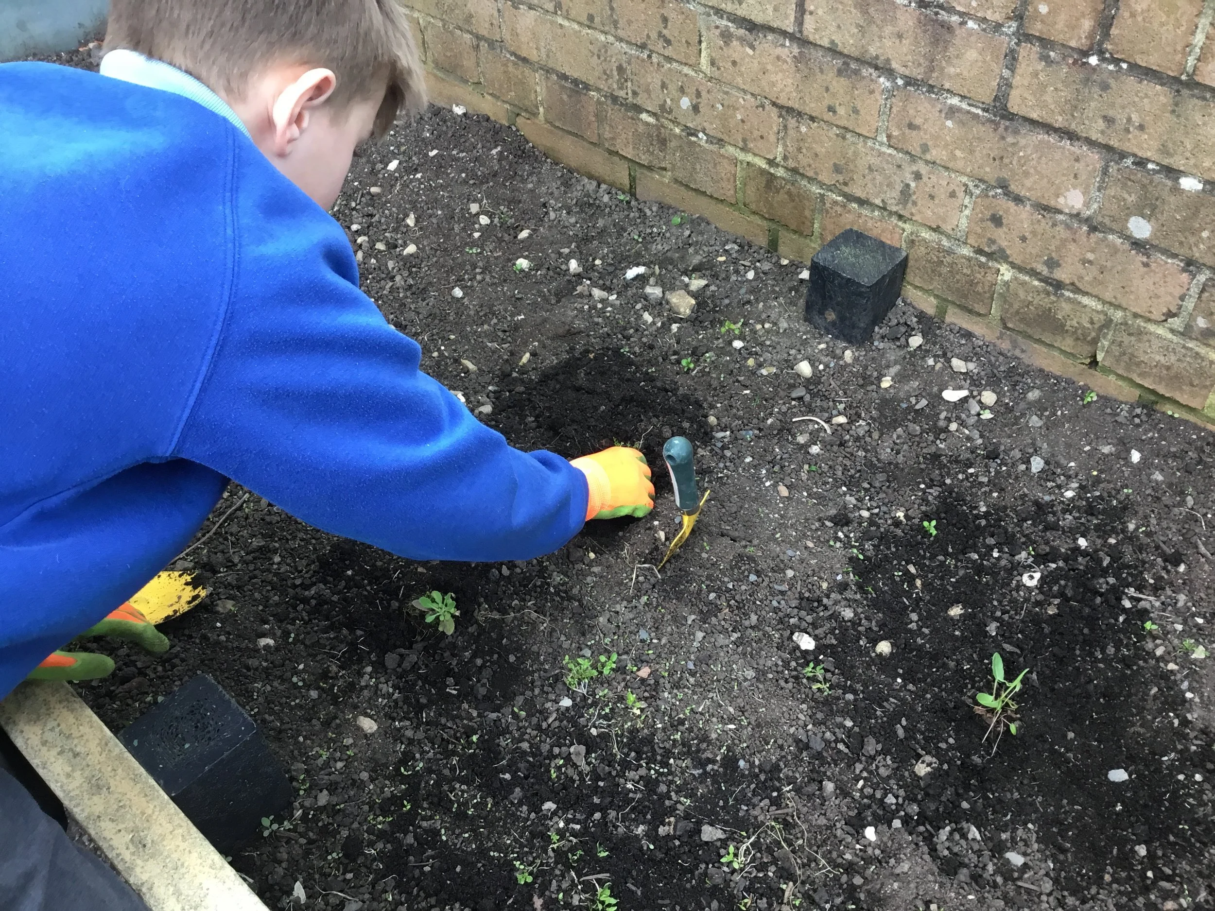 Planting wildflowers at Primary school in Sedgefield