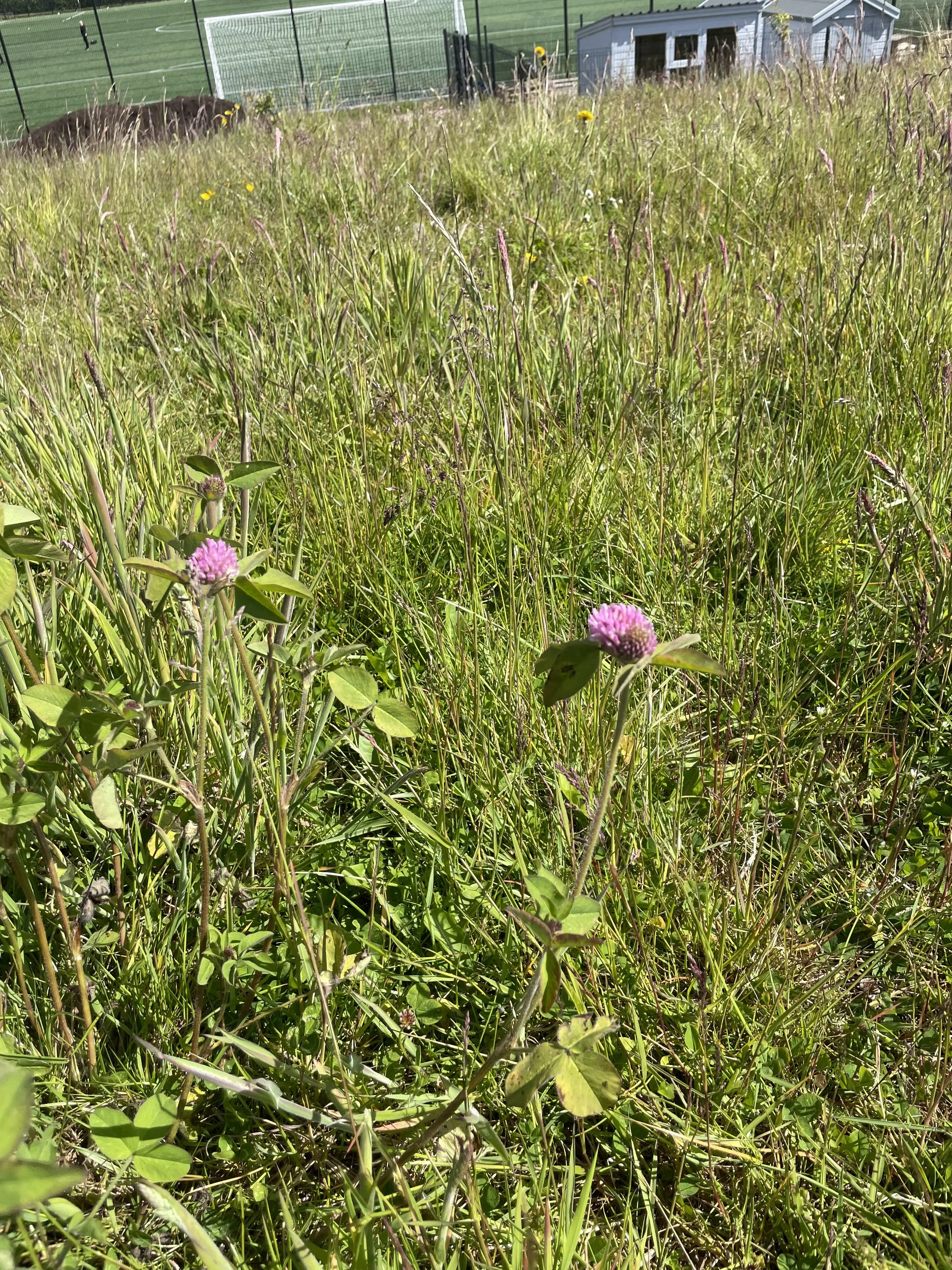 Making Baldragon Academy in Dundee greener with wildflowers