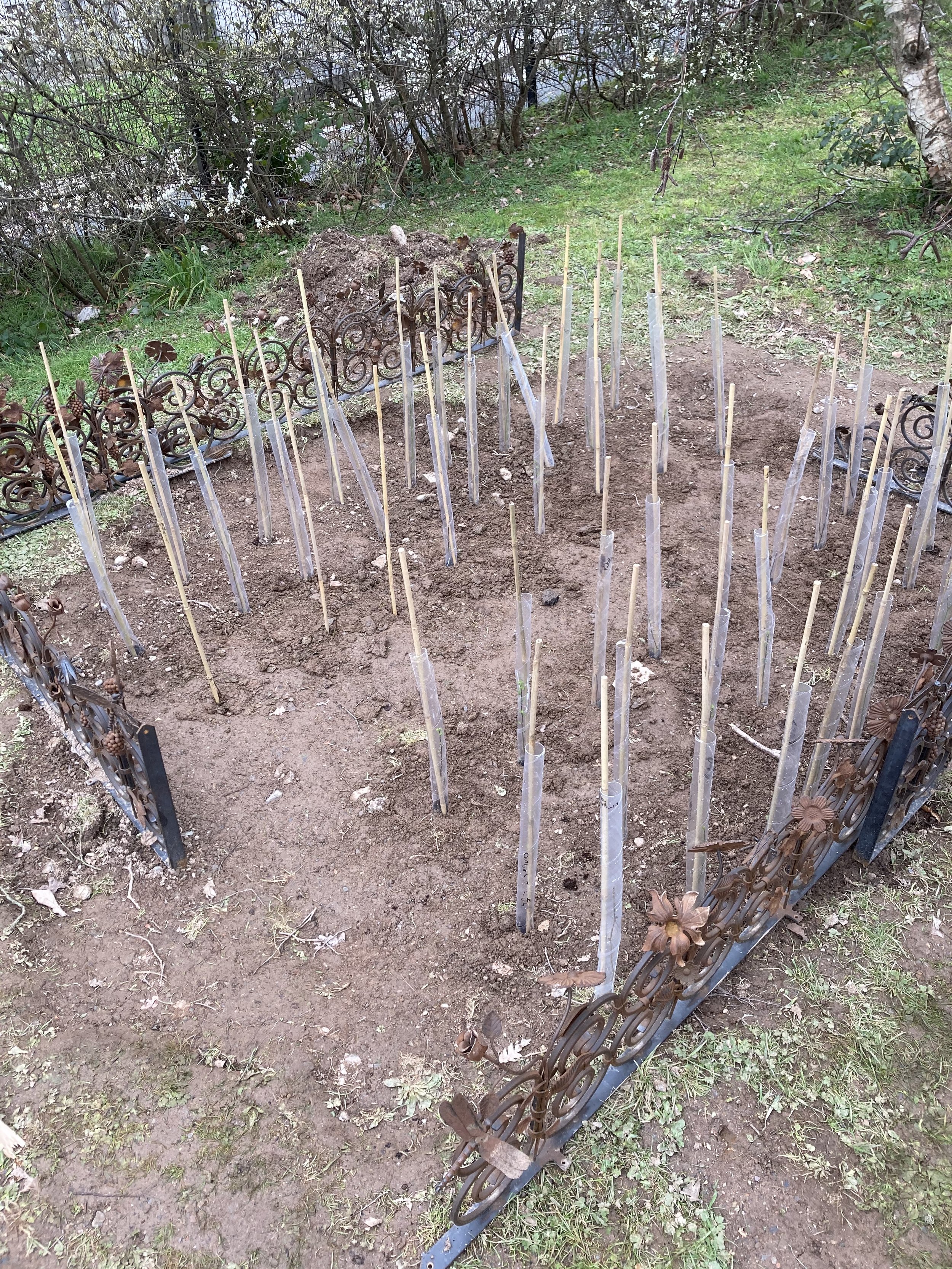 UTC_Plymouth_school_tree_planting (1).jpeg