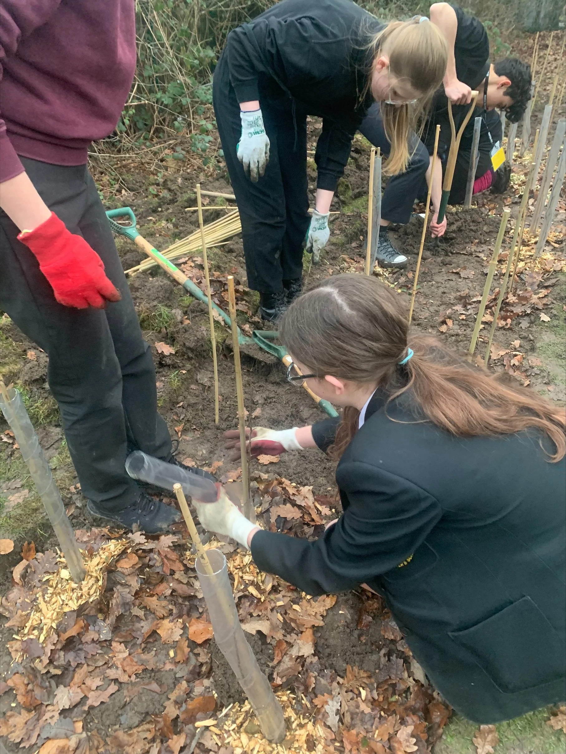Planting a hedgerow for wildlife in Solihull