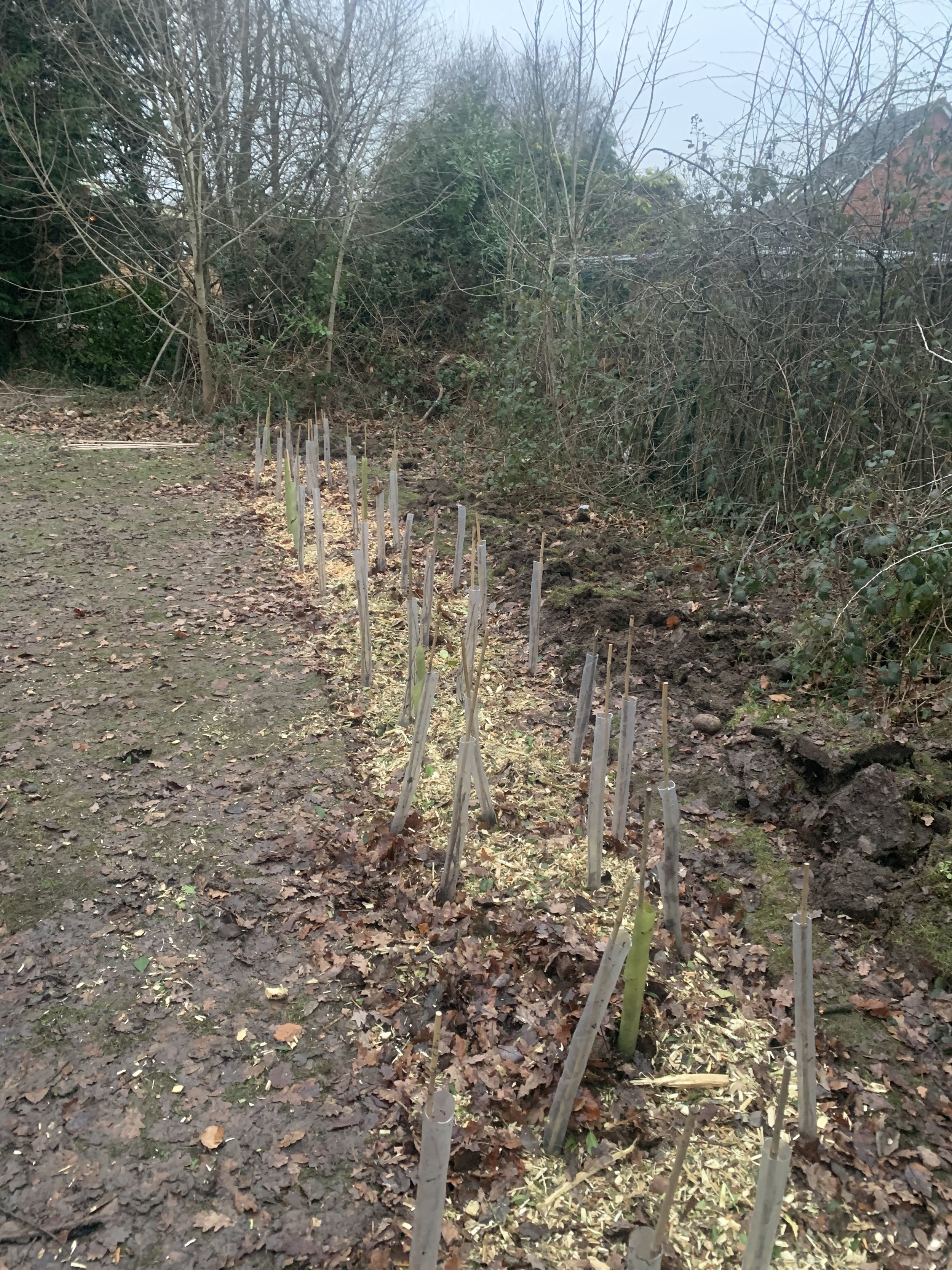 hedgerow_planting_solihull (1).jpeg