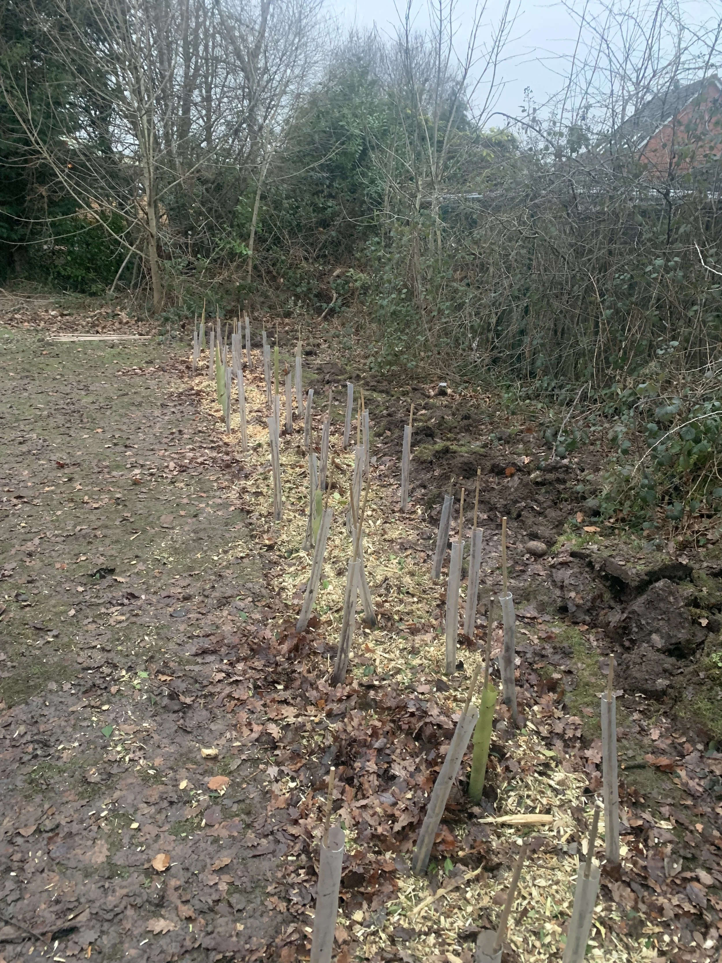 Hedgerow Planting Example Planting a hedgerow for wildlife in Solihull — Earth Restoration Service