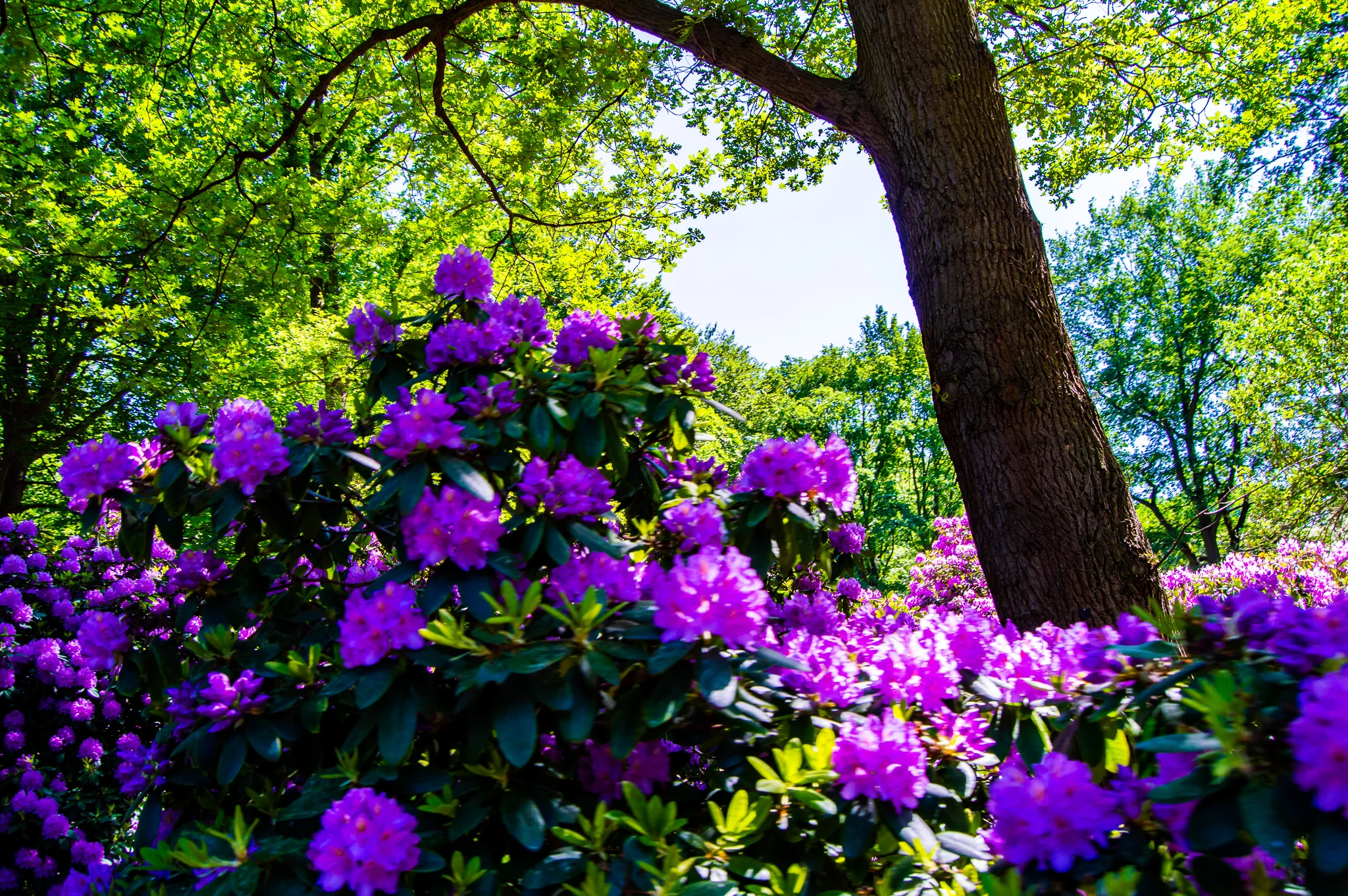 DSC_0017.jpg