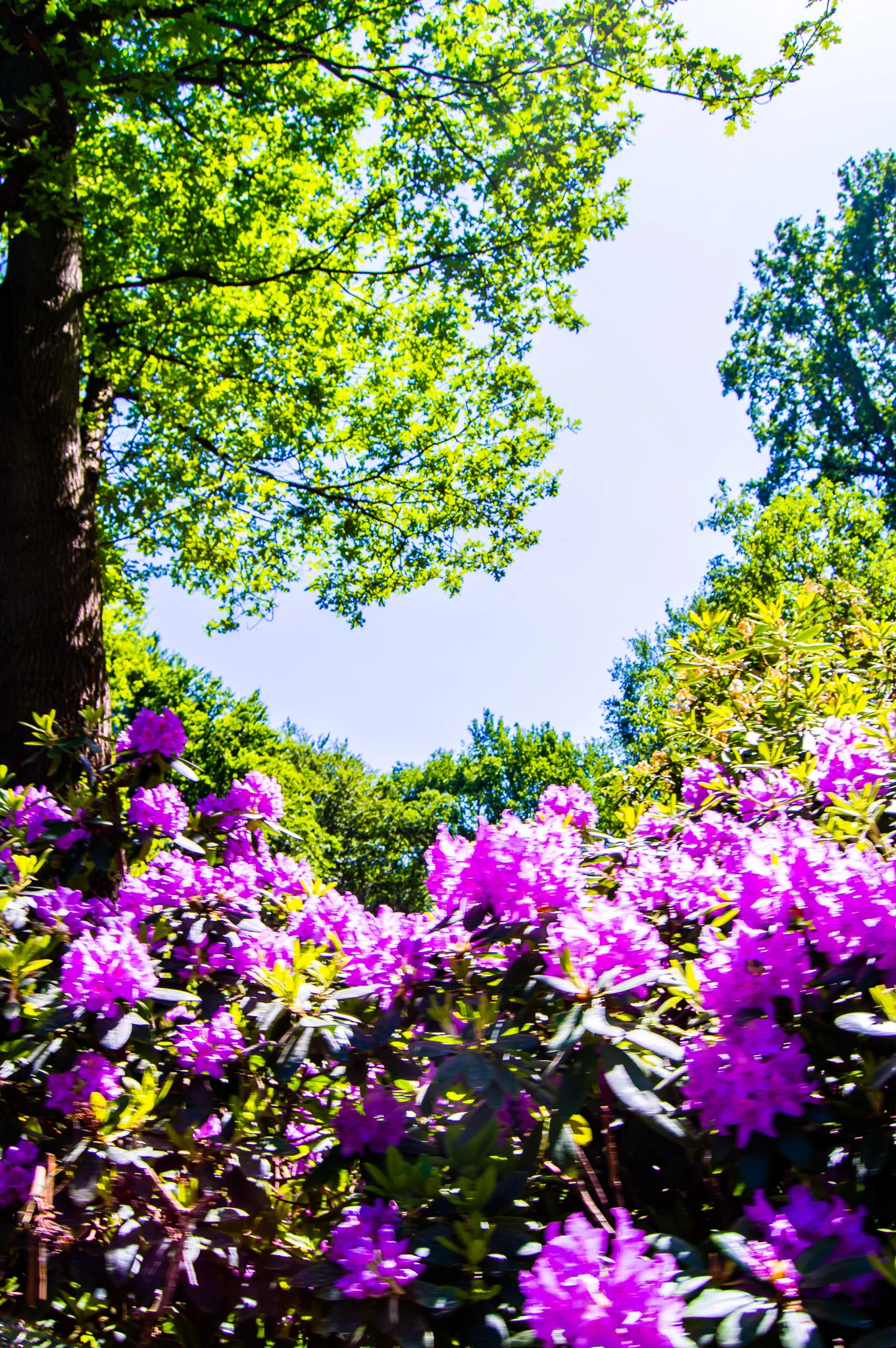 DSC_0016.jpg