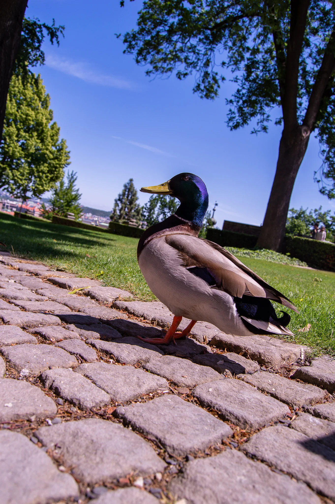 DSC_0178.jpg