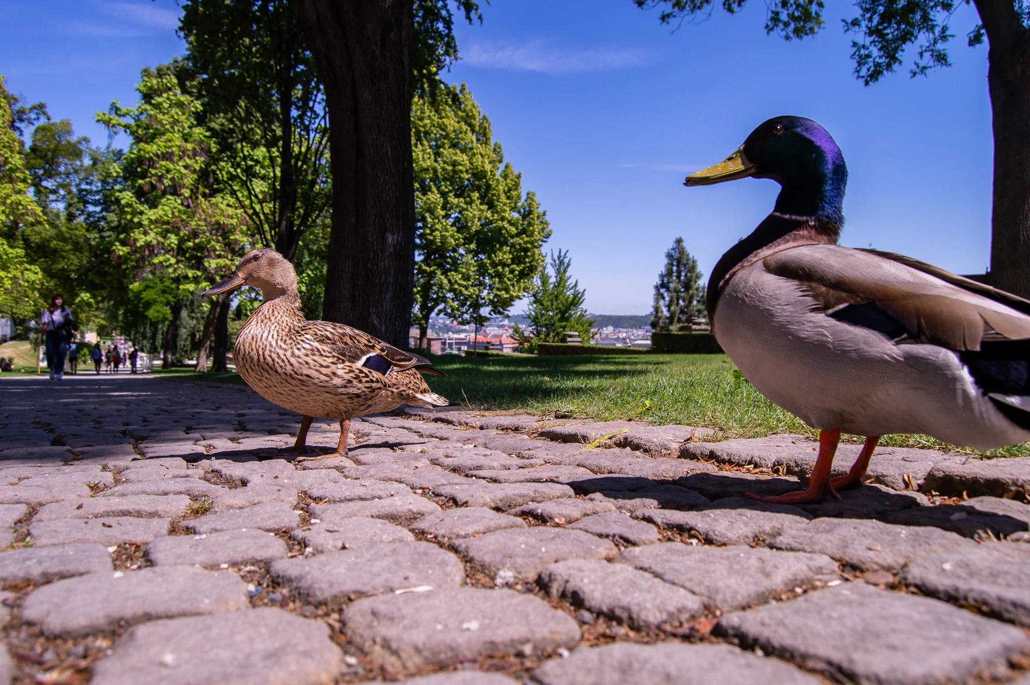 DSC_0179.jpg