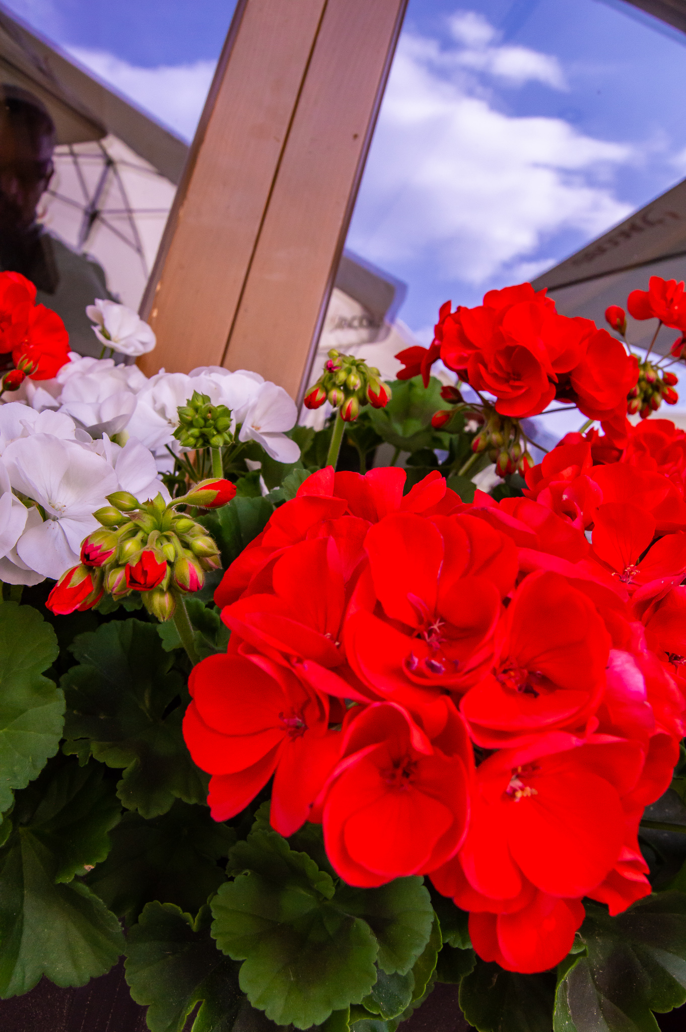DSC_0116.jpg