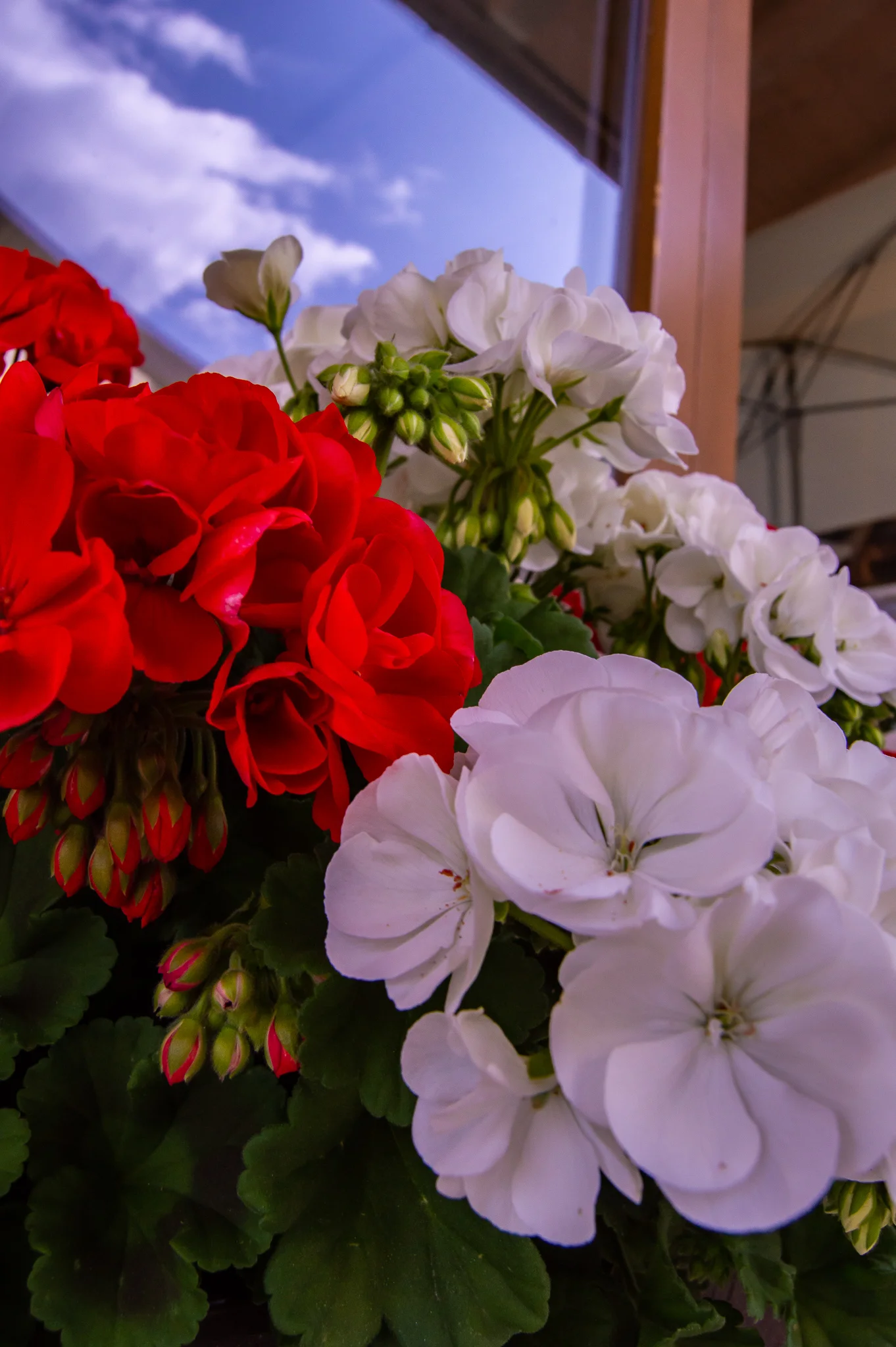 DSC_0118.jpg