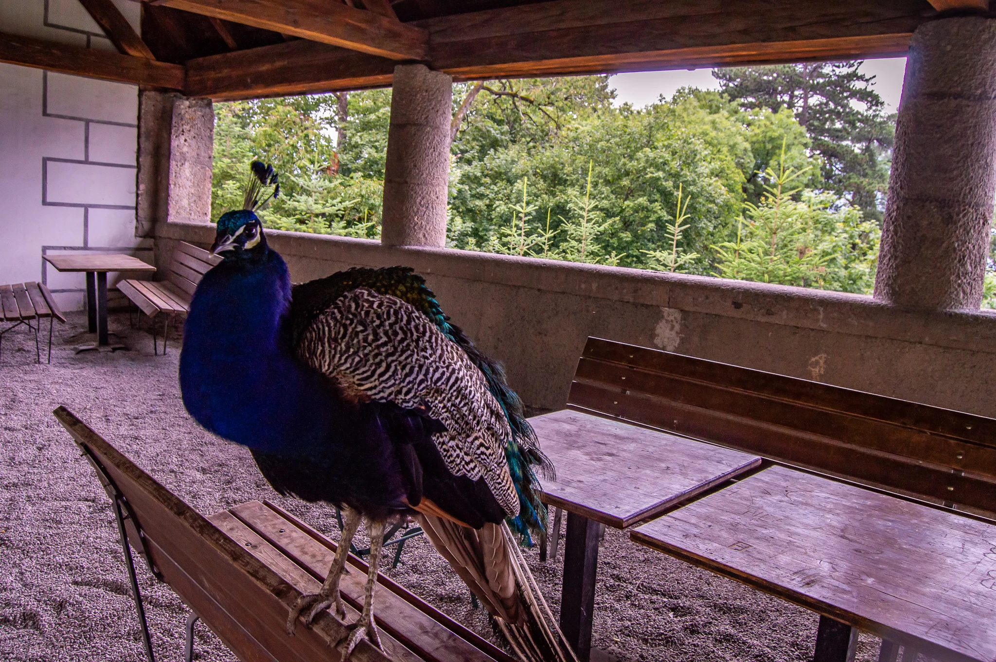 DSC_0219.jpg