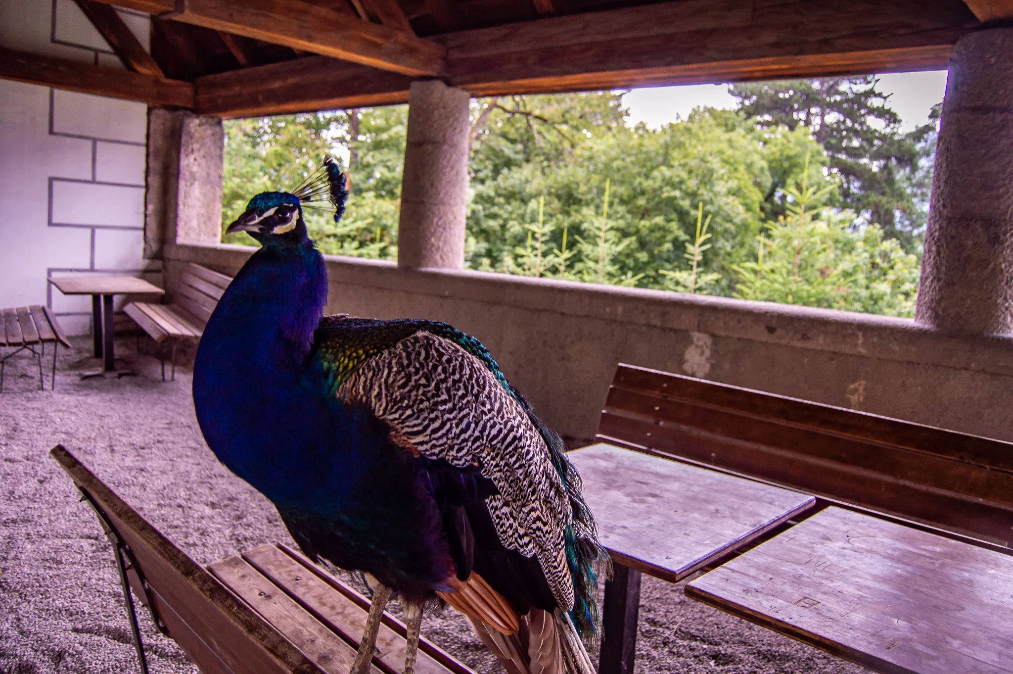 DSC_0221.jpg
