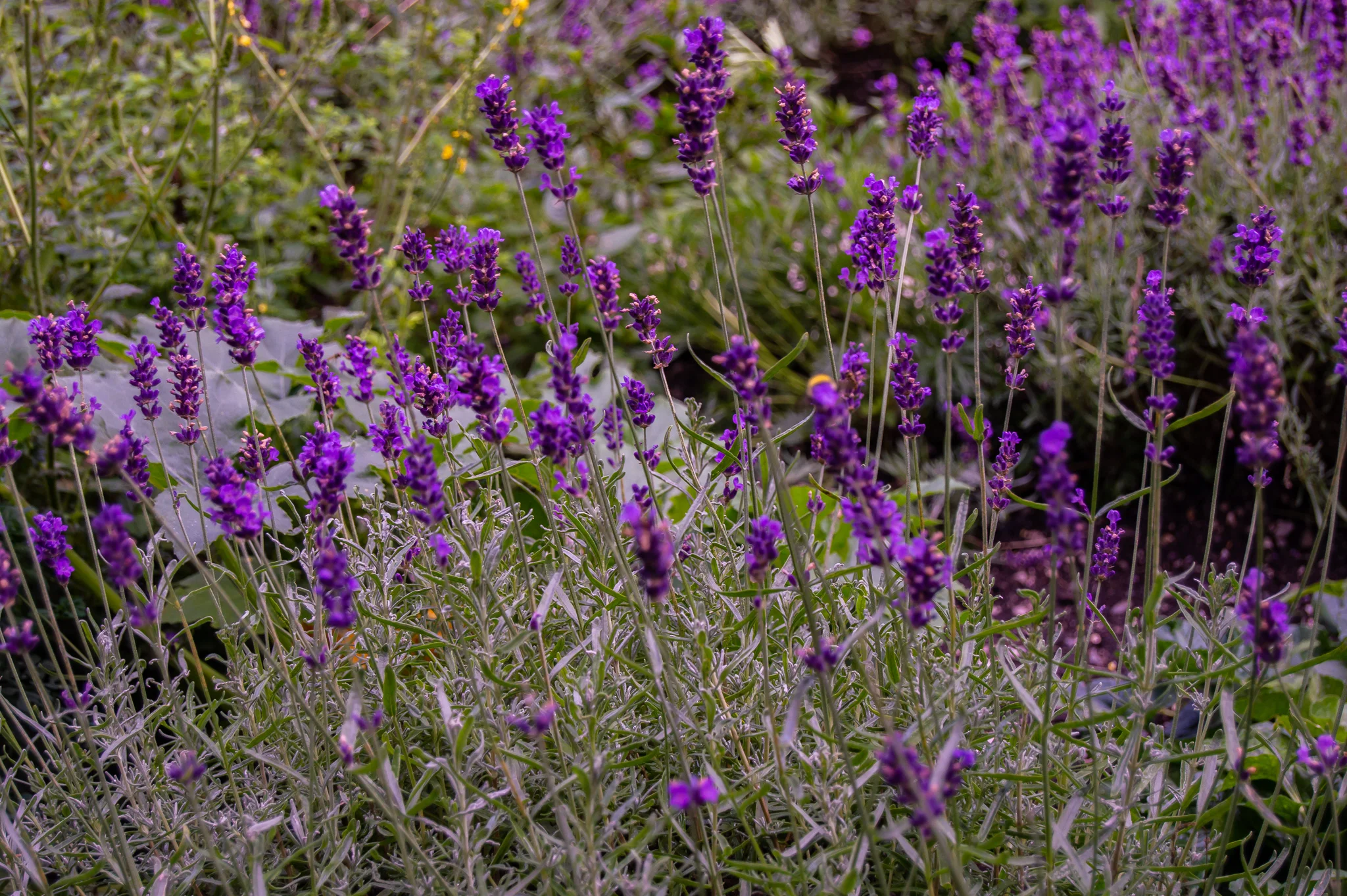 DSC_0279.jpg