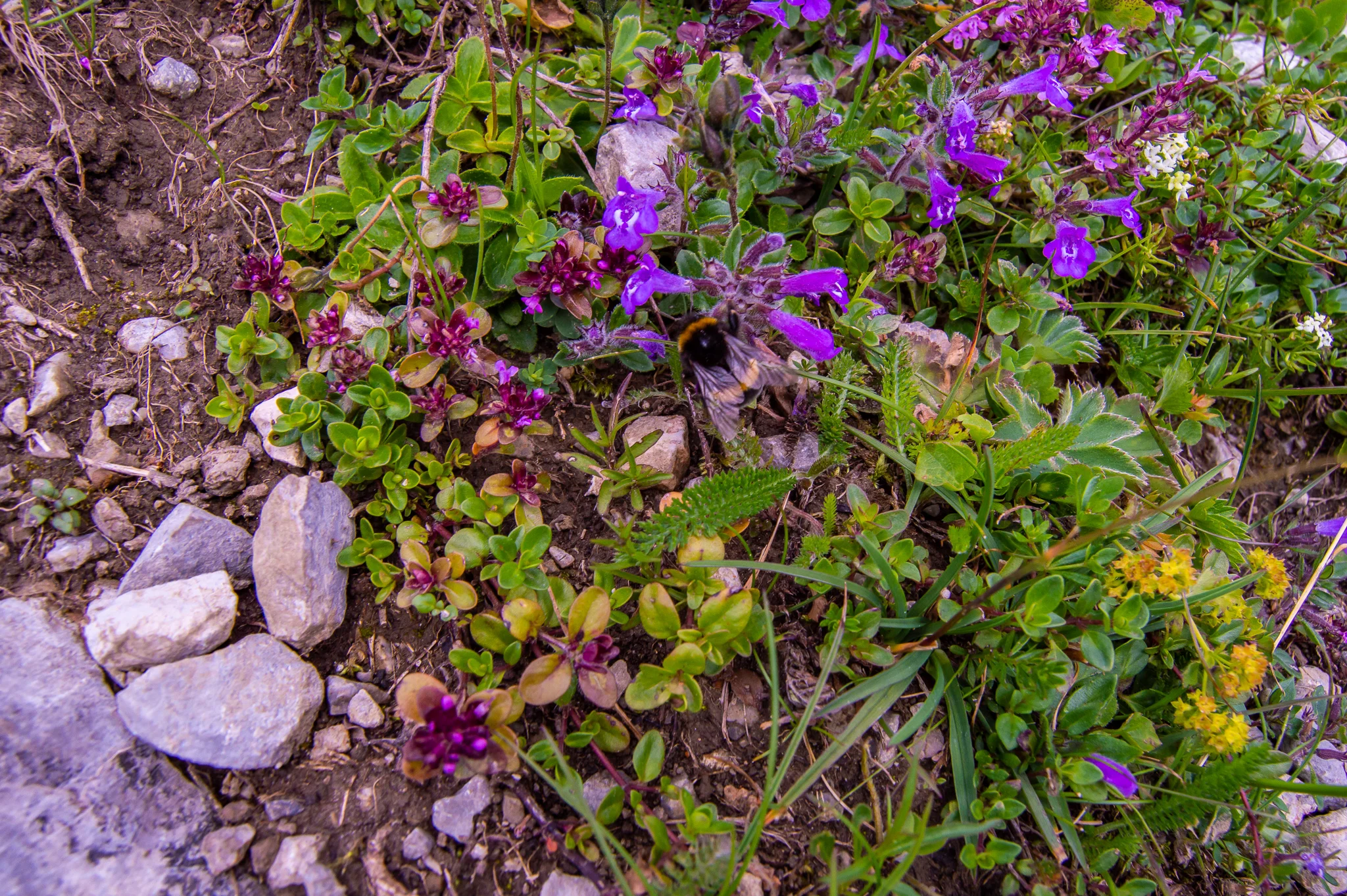 DSC_0369.jpg