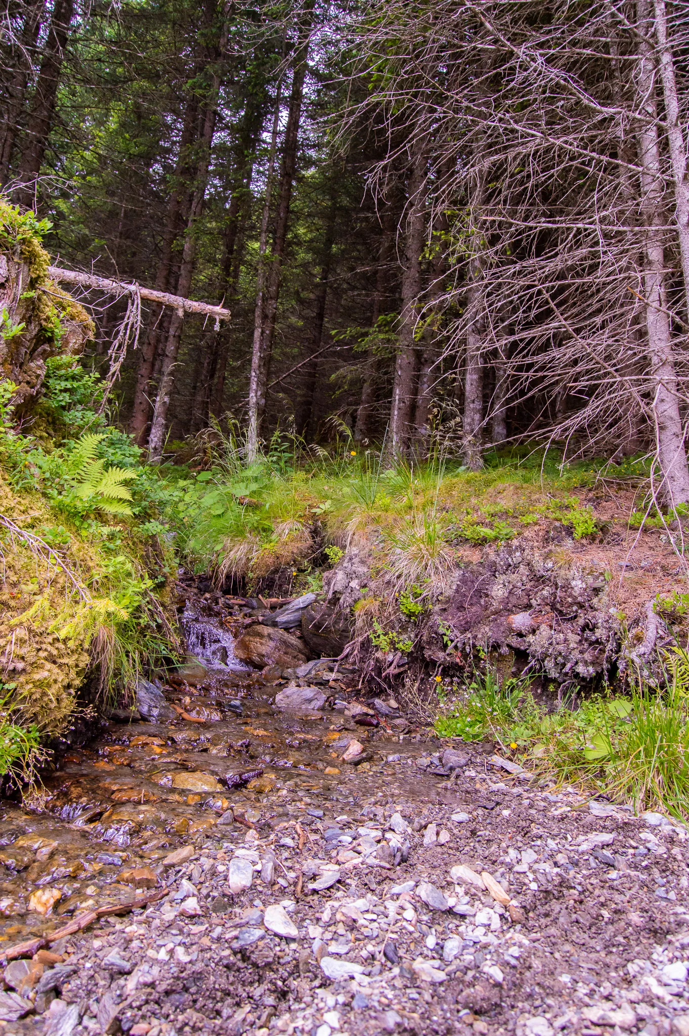 DSC_0476.jpg