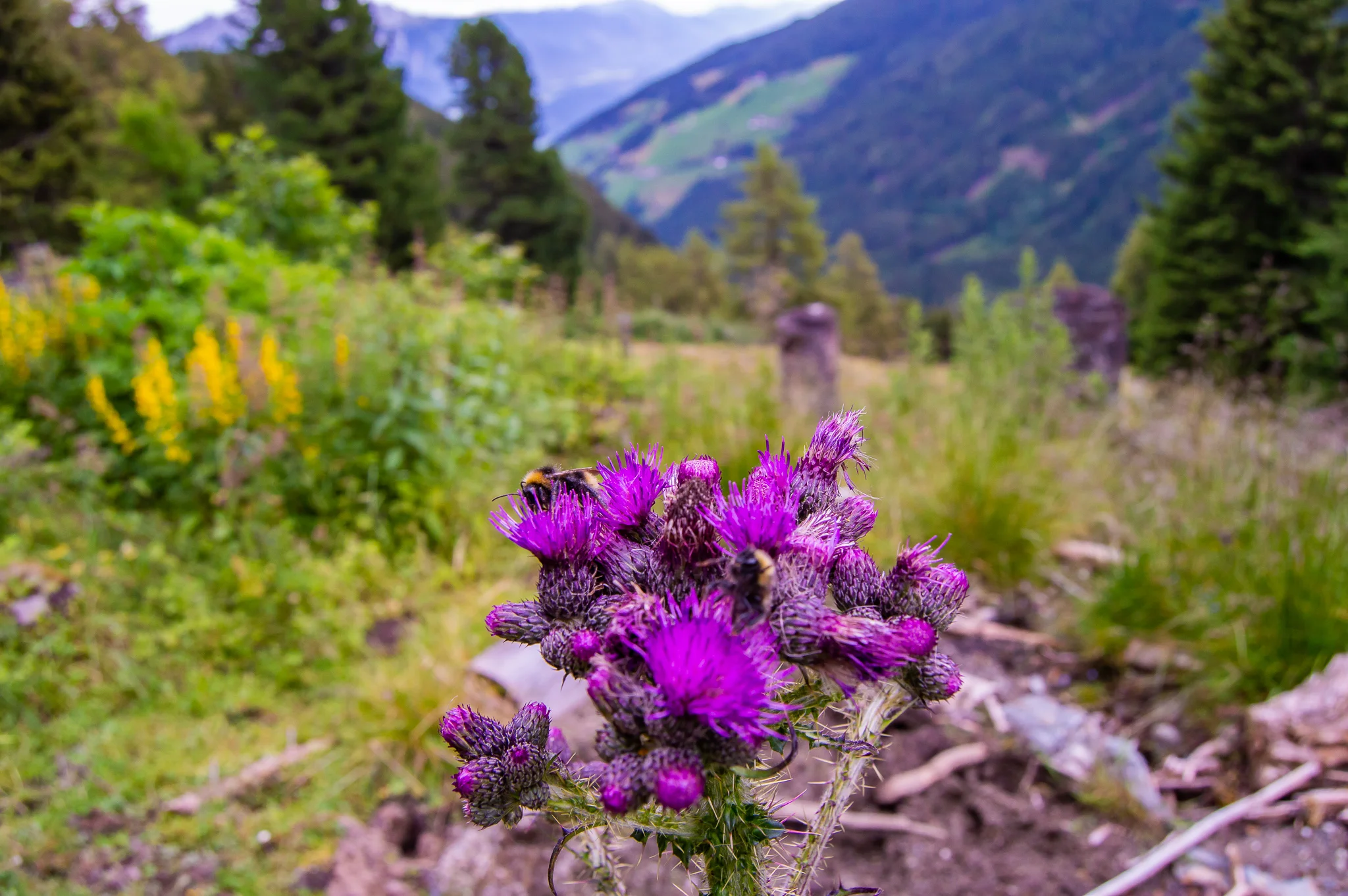 DSC_0478.jpg