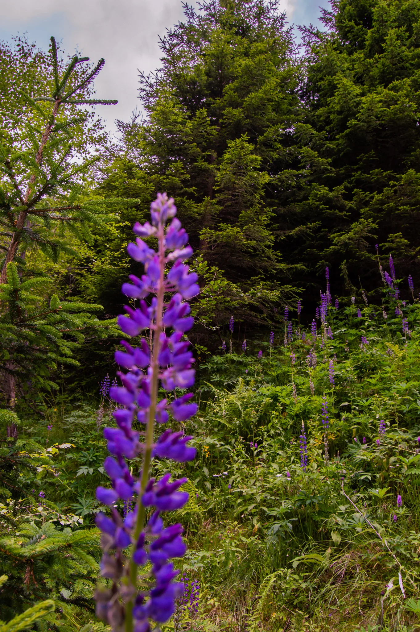 DSC_0492.jpg