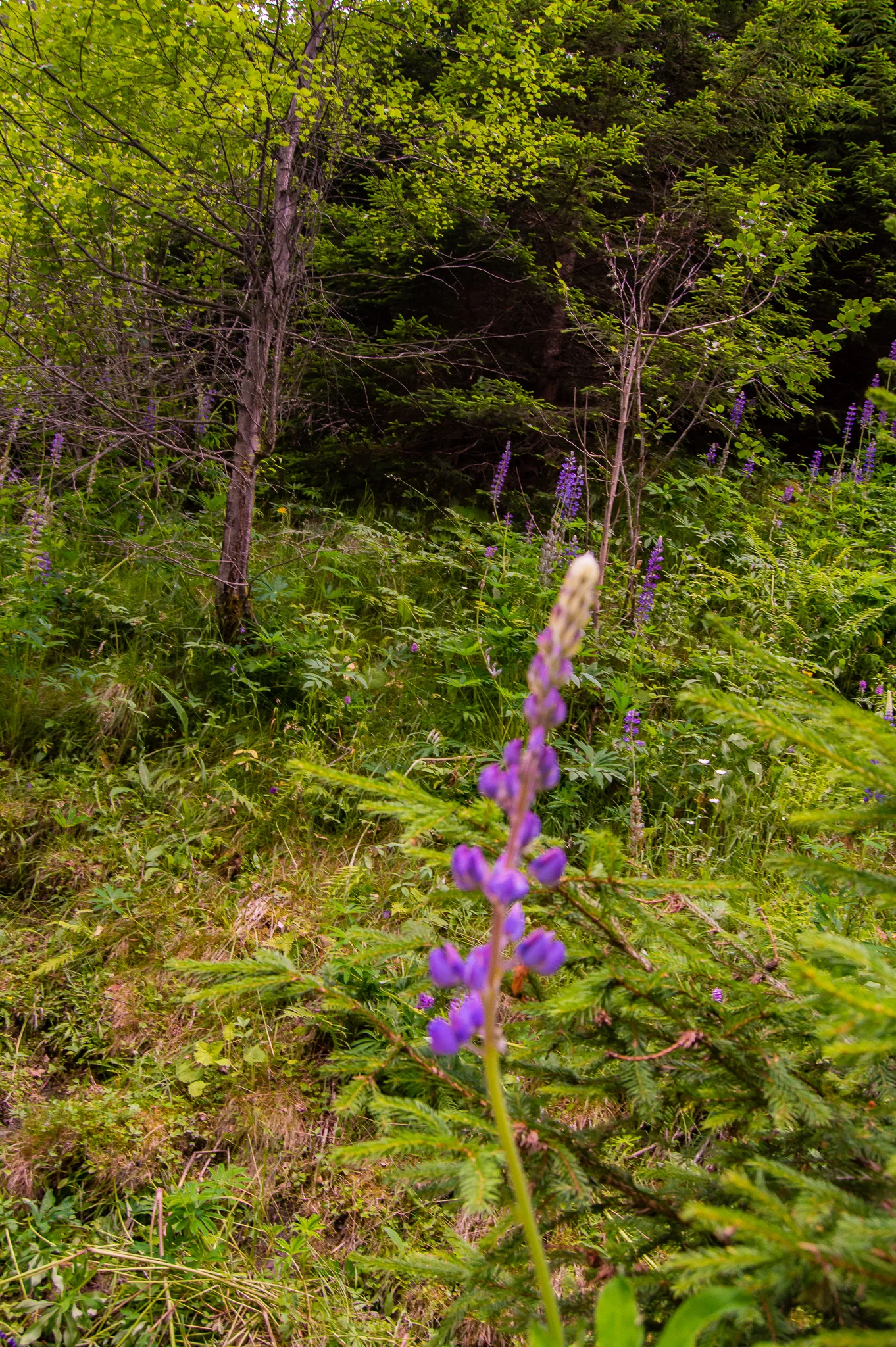 DSC_0493.jpg